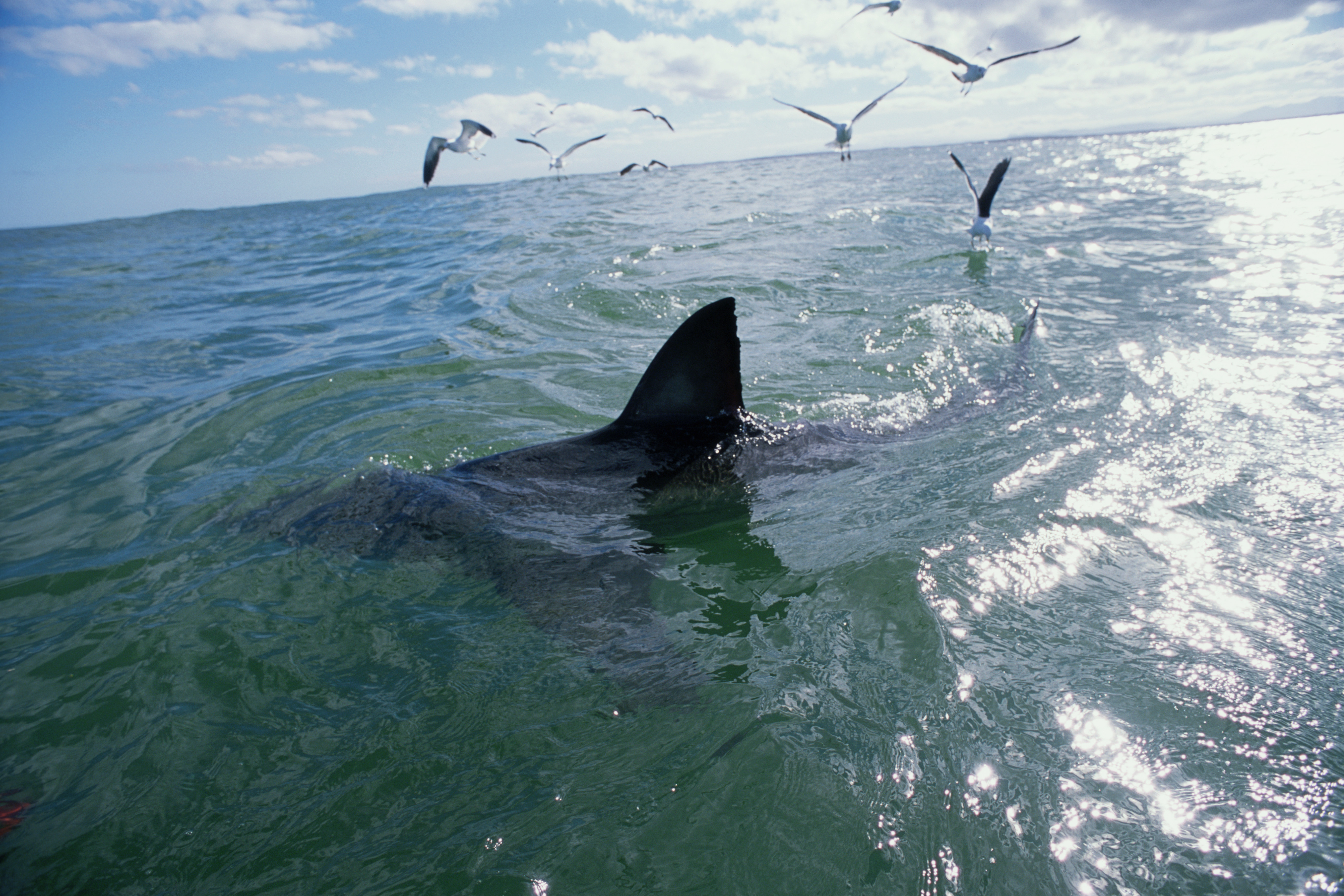Great whit shark (Carcharodon carcharias) dorsal fin above water