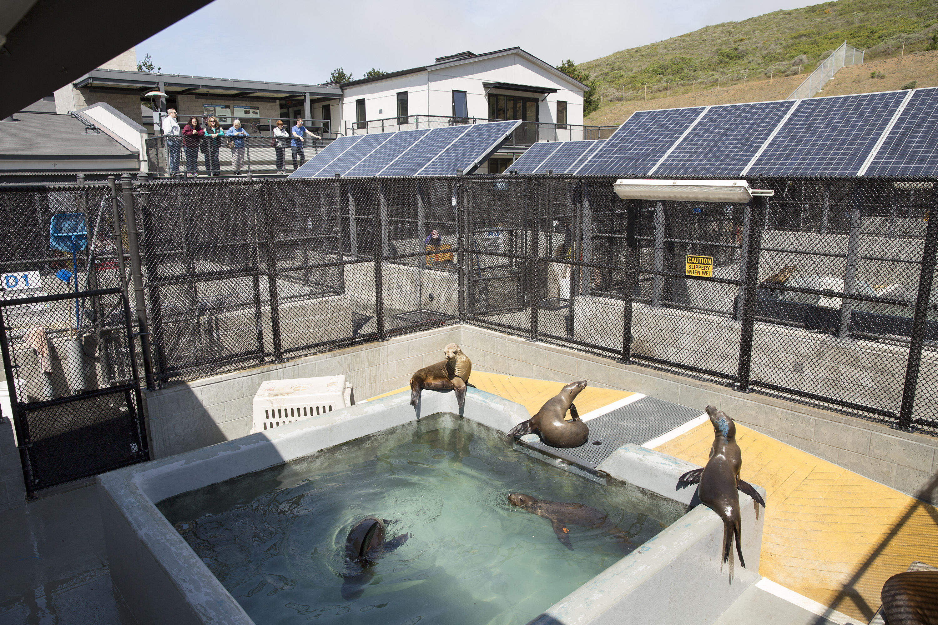 Sick Baby Seals Marine Mammal Center