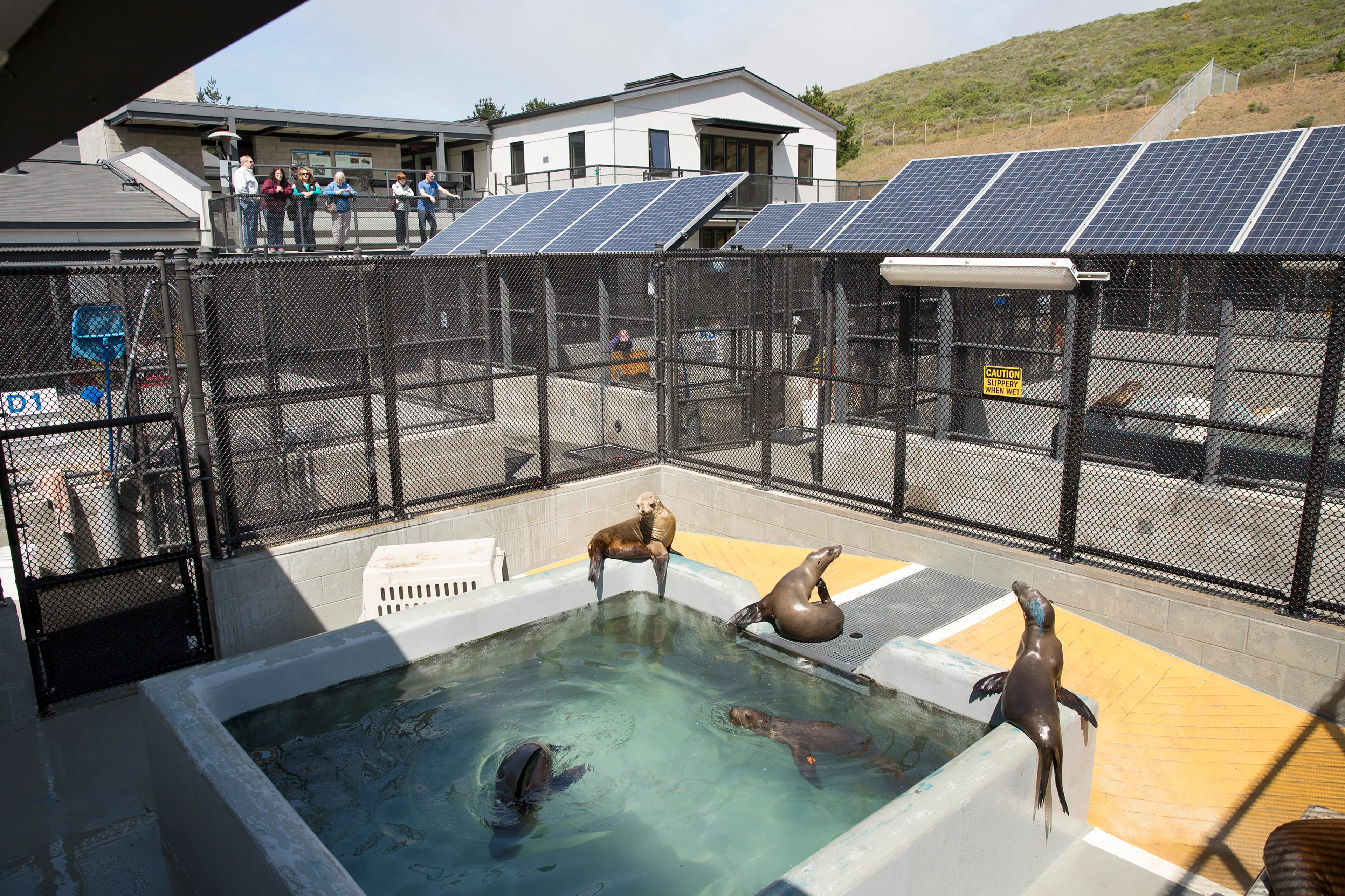 Sick Baby Seals Marine Mammal Center