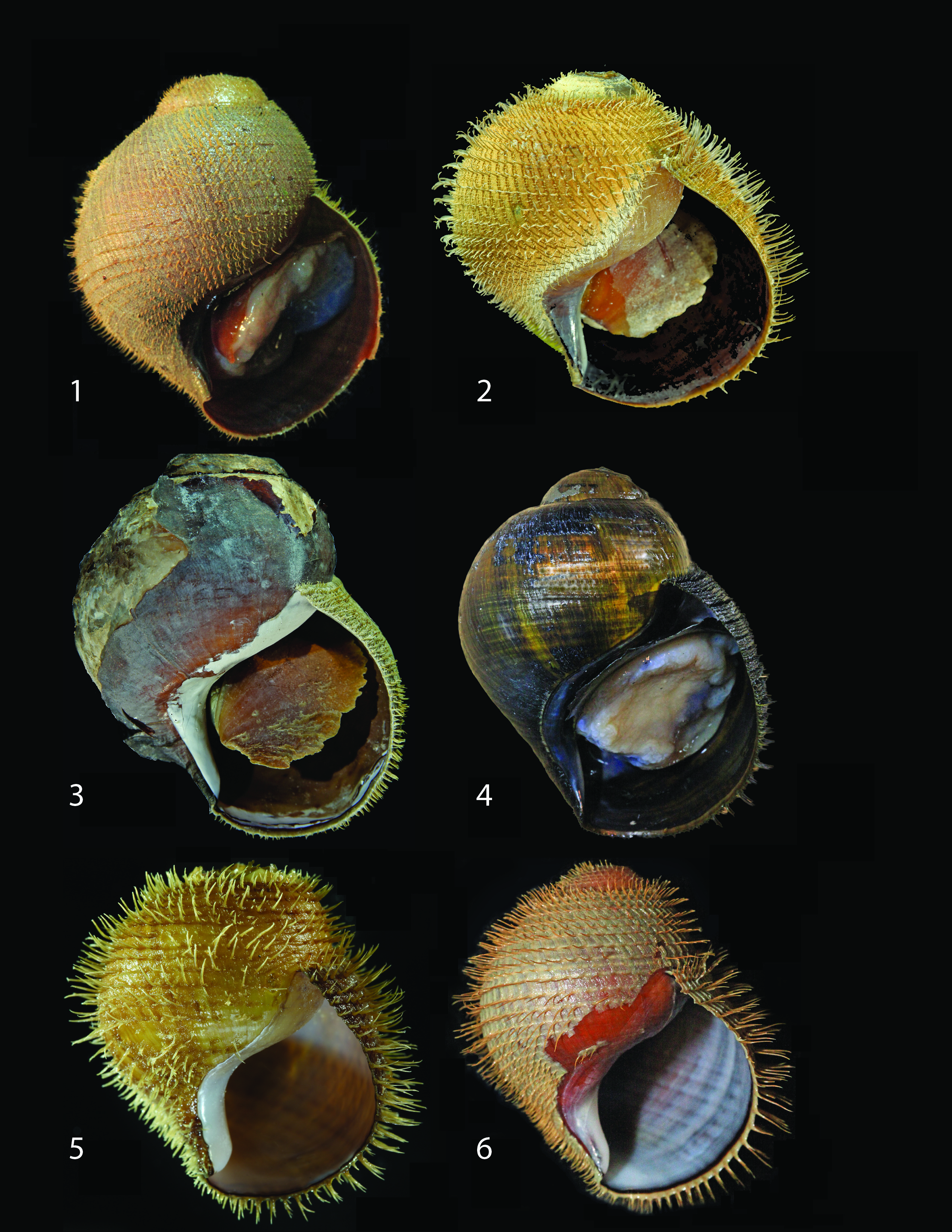Five new species of Alviniconcha snails were identified using DNA sequences.