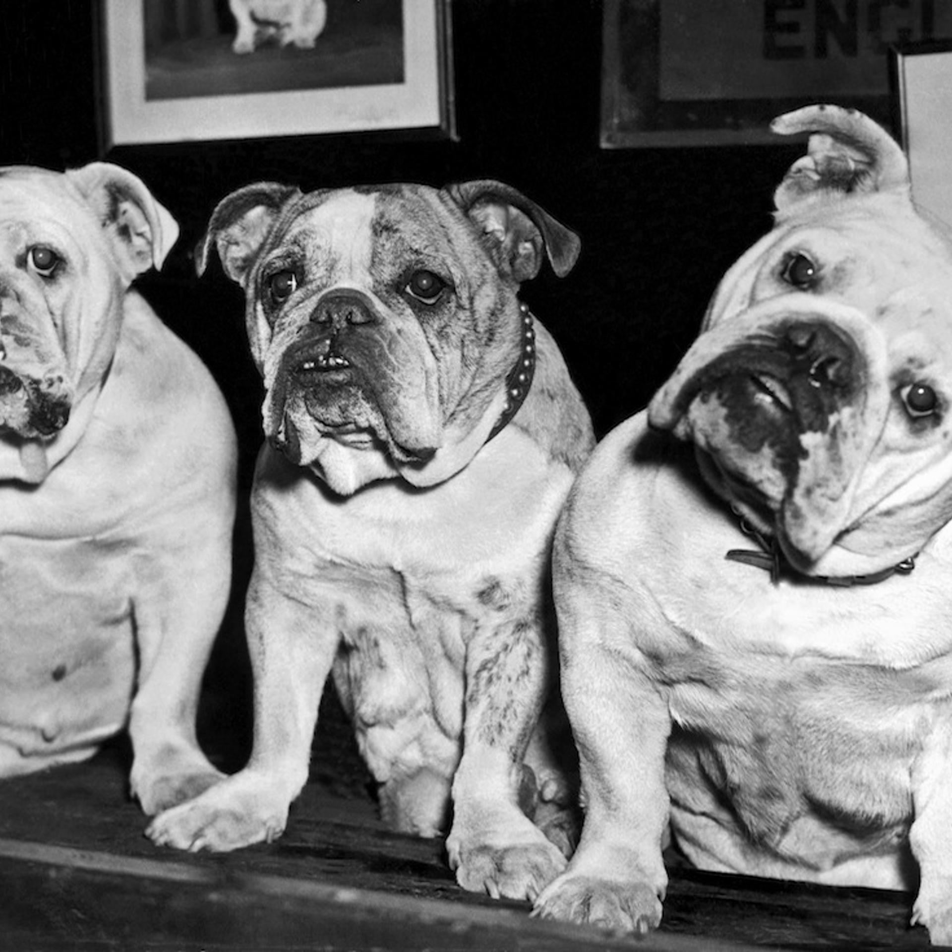 Three English Bulldogs