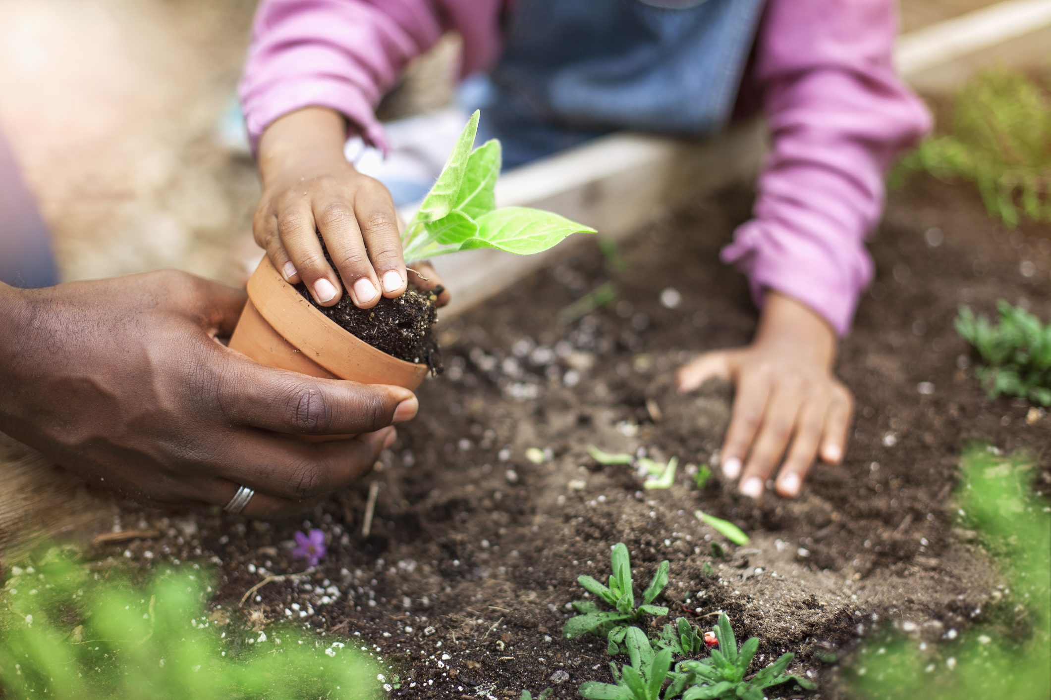 Father and daughter planting potted plant at community garden