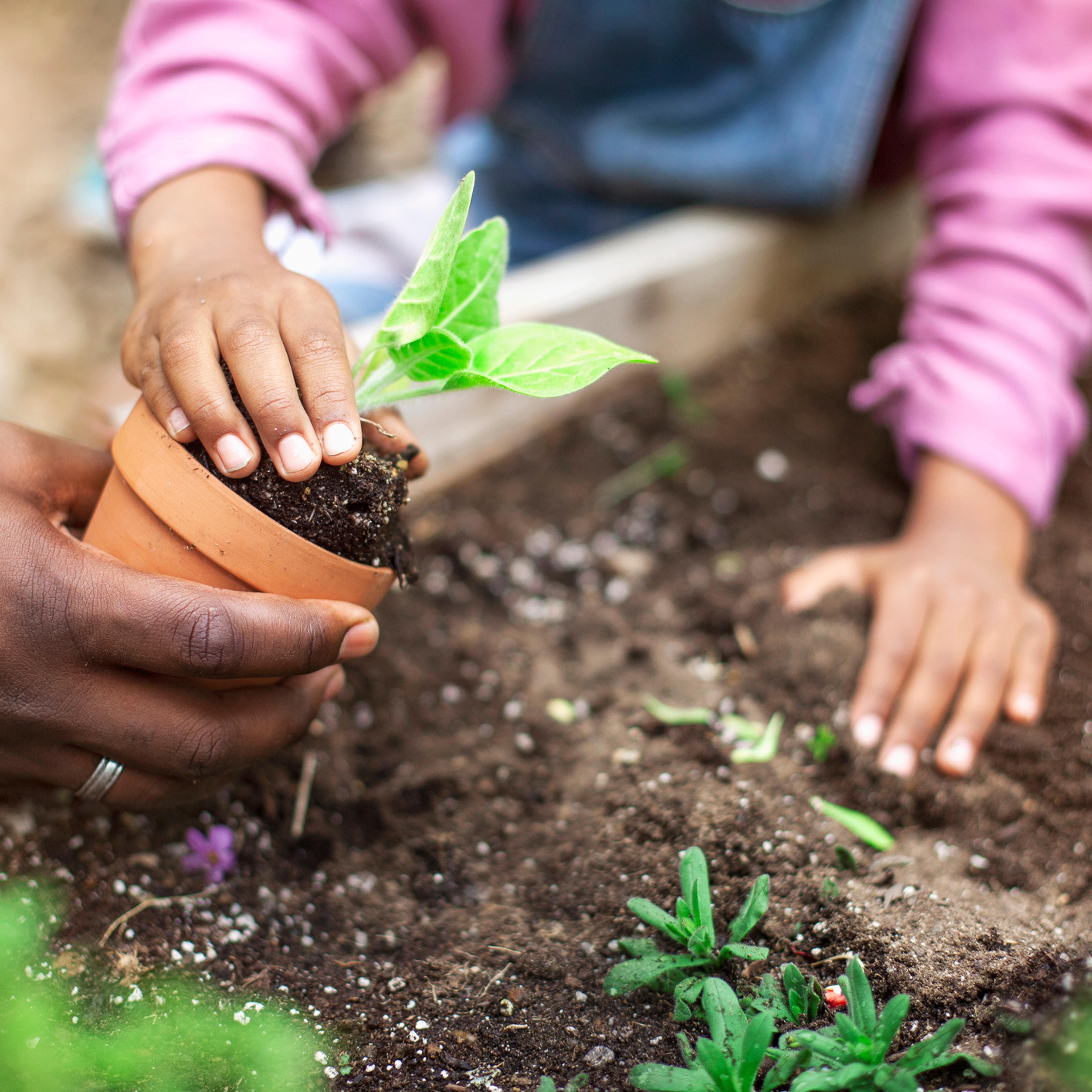 Father and daughter planting potted plant at community garden