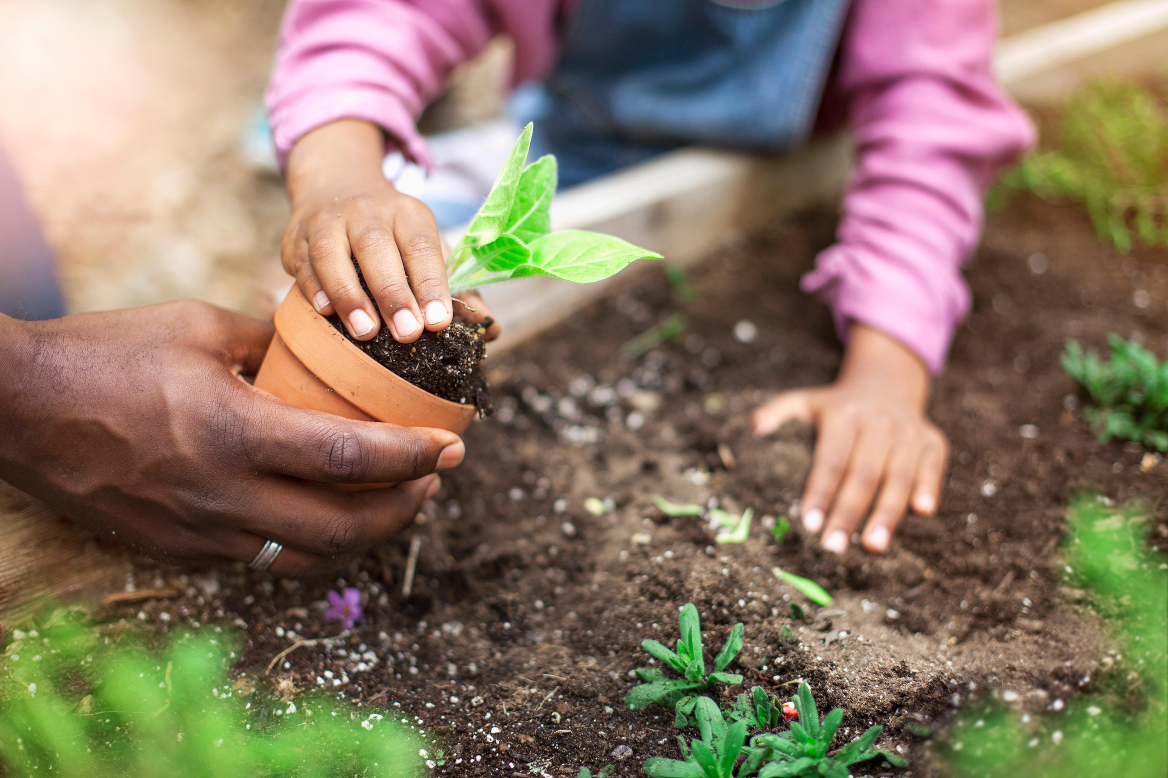 Father and daughter planting potted plant at community garden