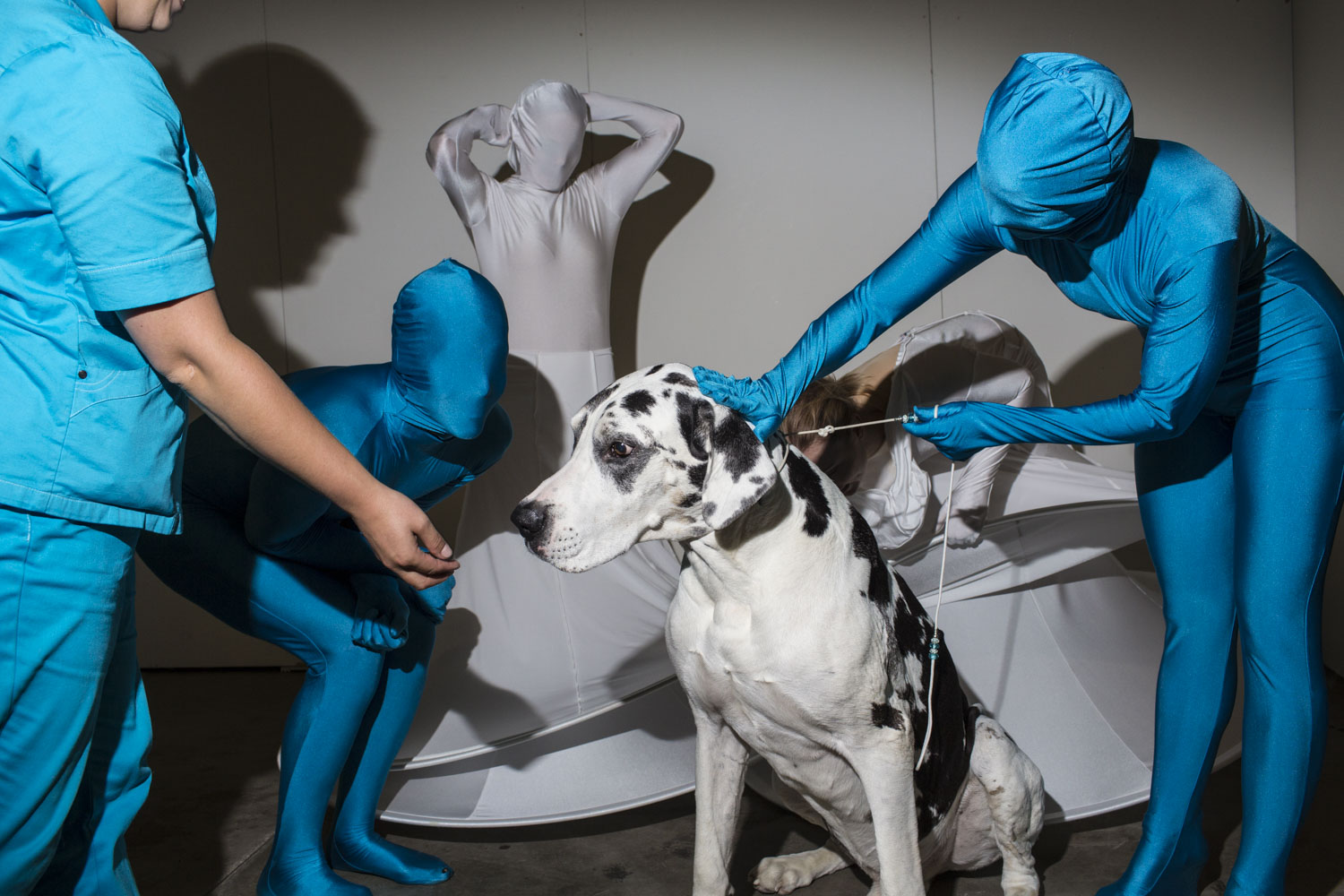 HELSINKI, FINLAND - AUG 8: Kaapo, a 9 year old Great Dane from Finland, meets performers from the Helsinki dance group High Heels backstage during the first day of the 2014 World Dog Show on Friday, August 8th, 2014, in Helsinki, Finland. (Photo by Lando