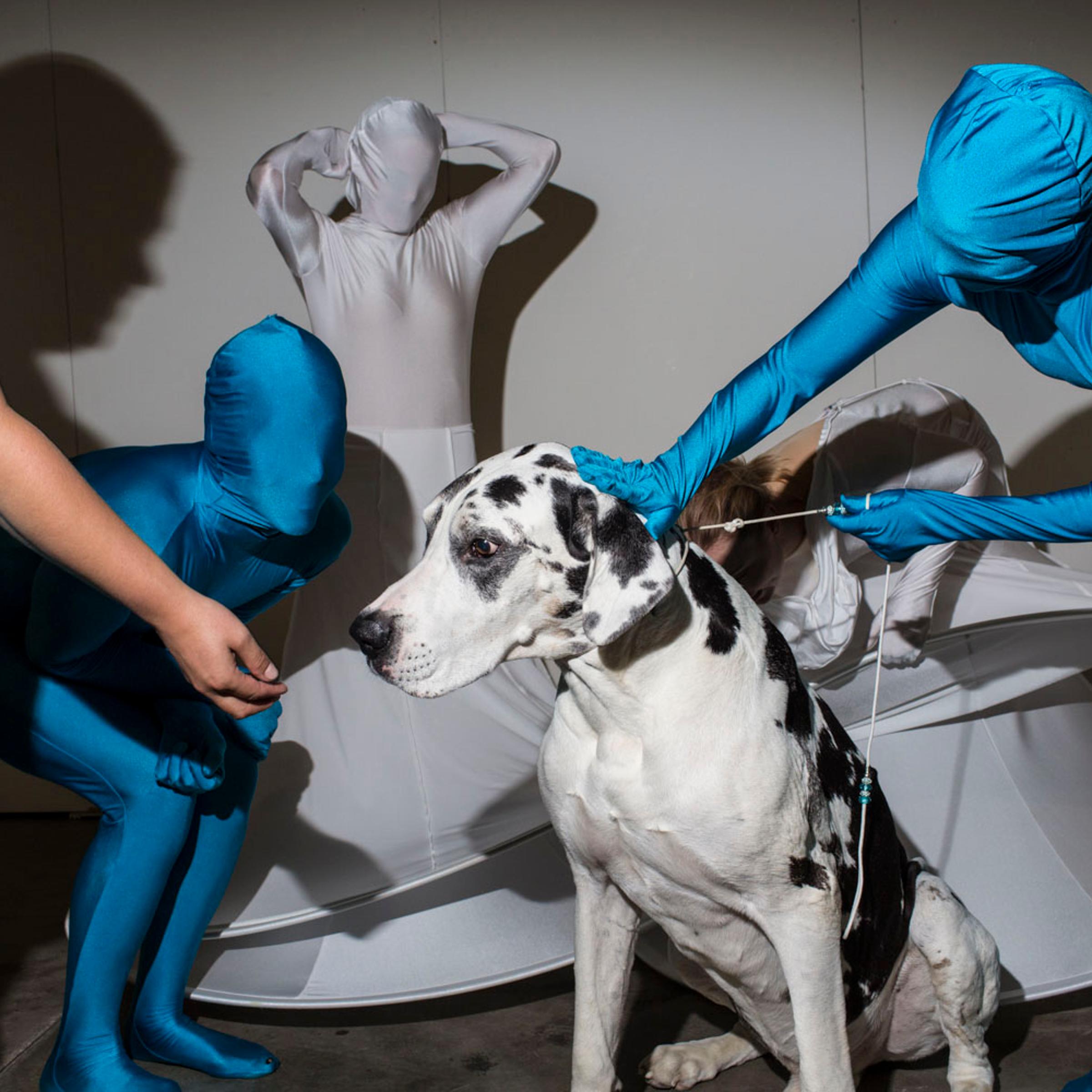 HELSINKI, FINLAND - AUG 8: Kaapo, a 9 year old Great Dane from Finland, meets performers from the Helsinki dance group High Heels backstage during the first day of the 2014 World Dog Show on Friday, August 8th, 2014, in Helsinki, Finland. (Photo by Lando