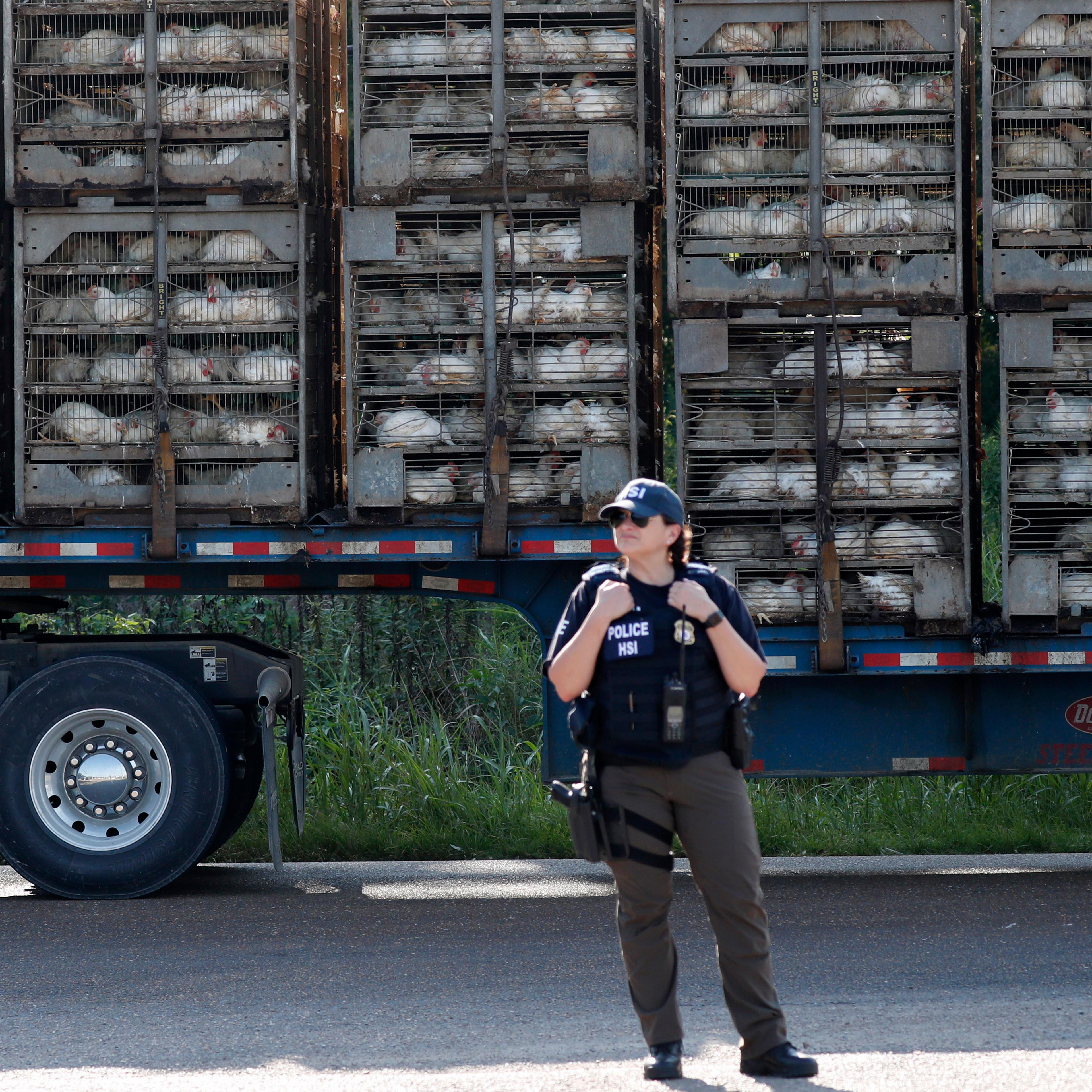 Immigration Food Plant Raids