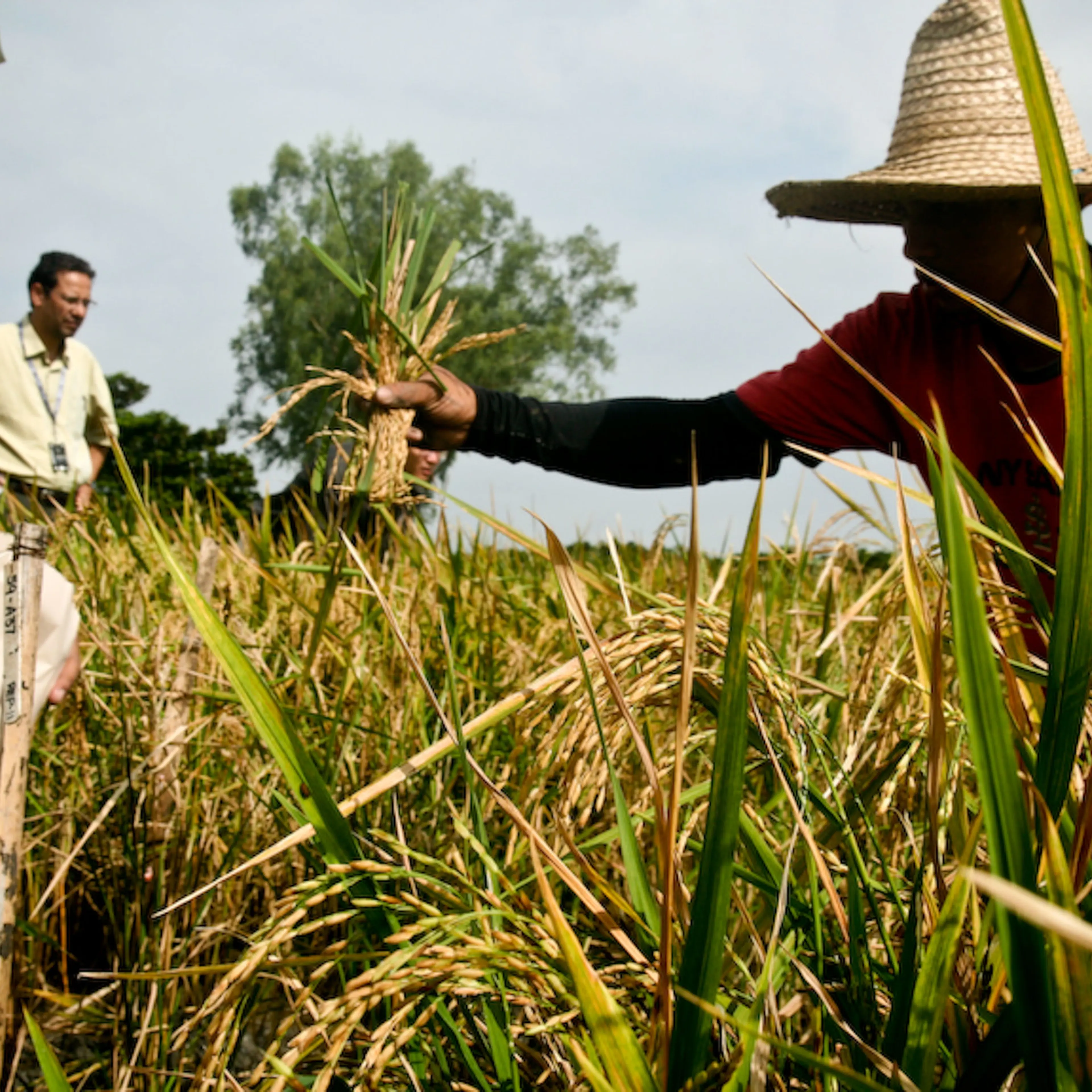 Golden rice harvest