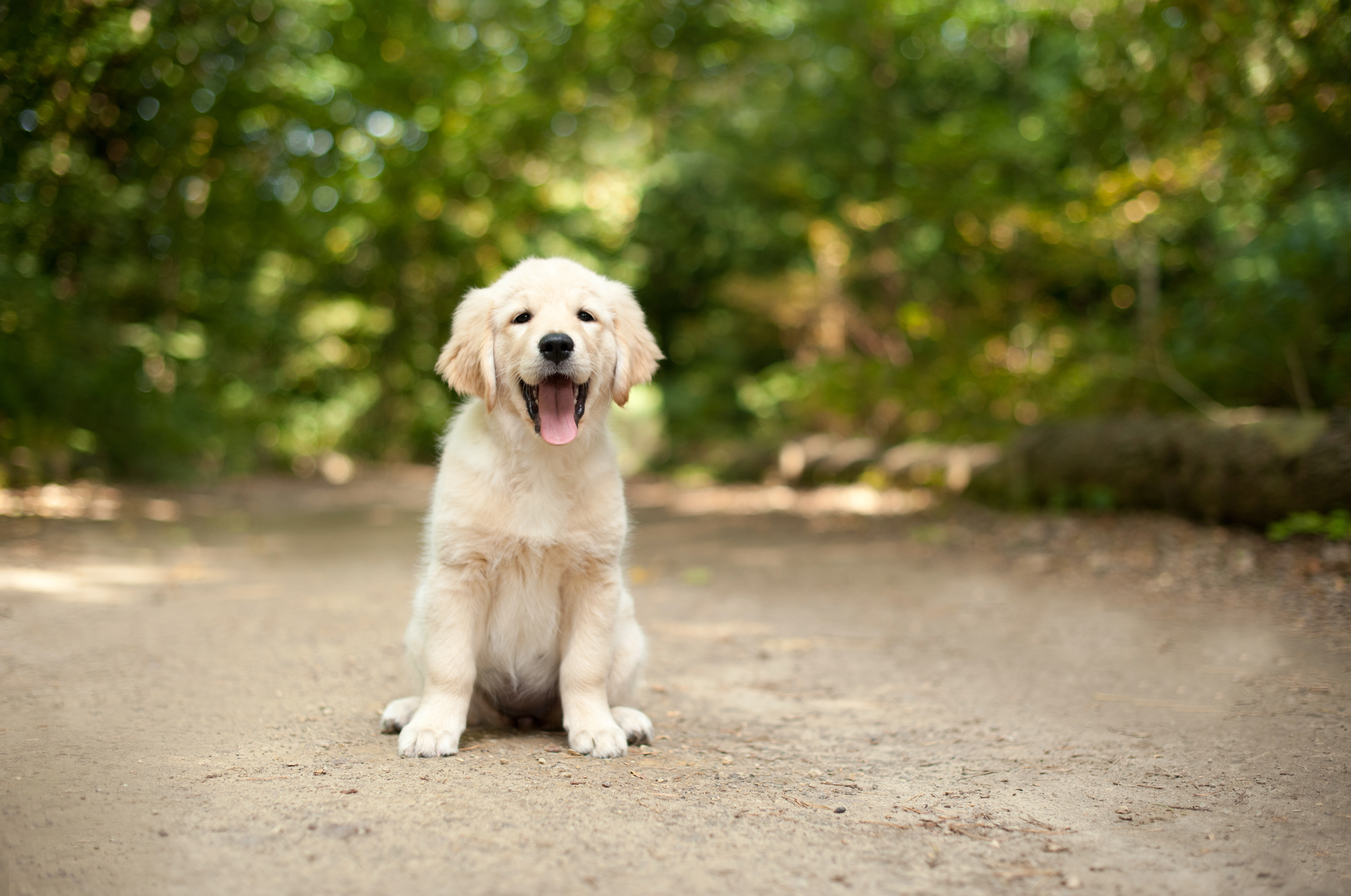 labrador-retrievers-most-popular-purebred-in-america