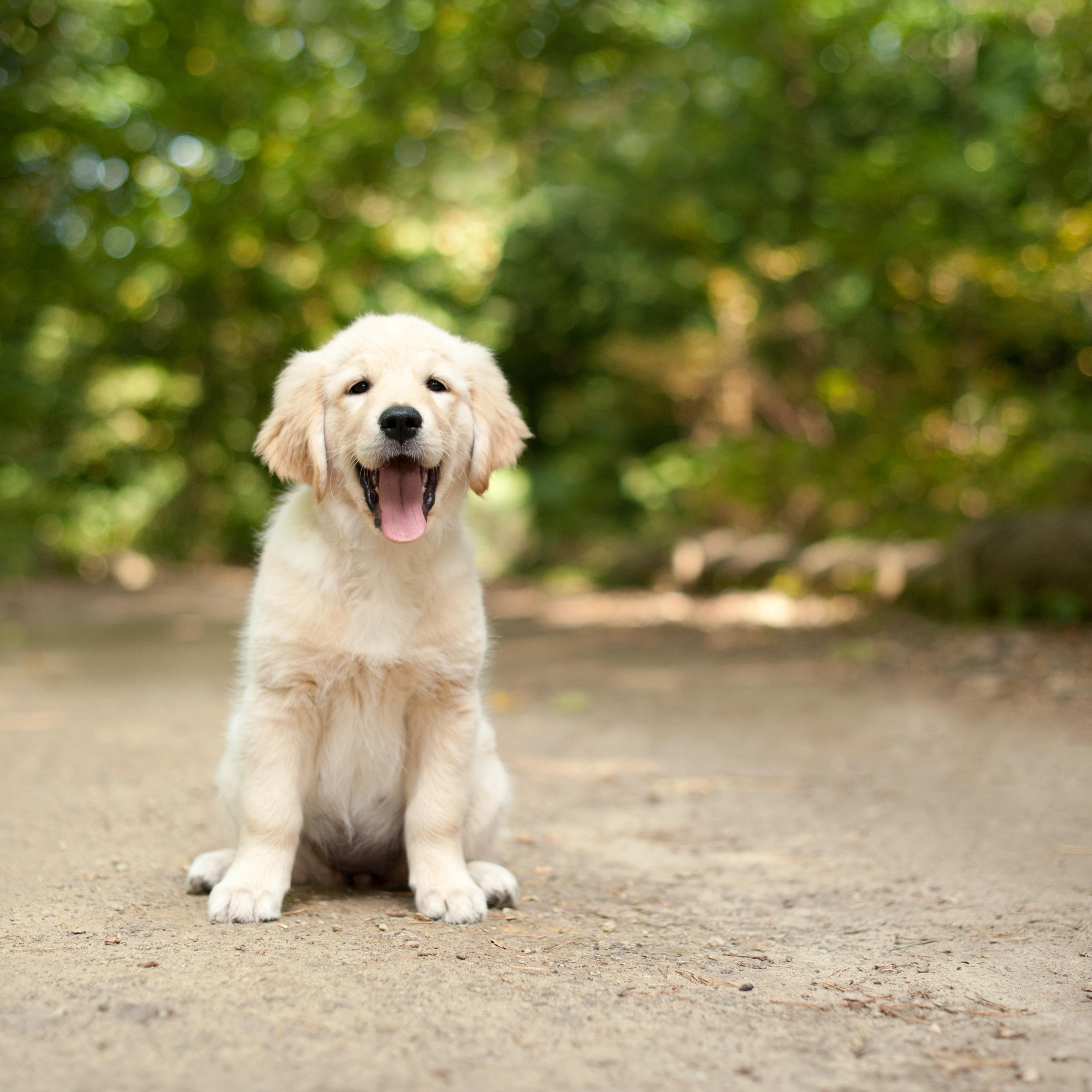labrador-retrievers-most-popular-purebred-in-america