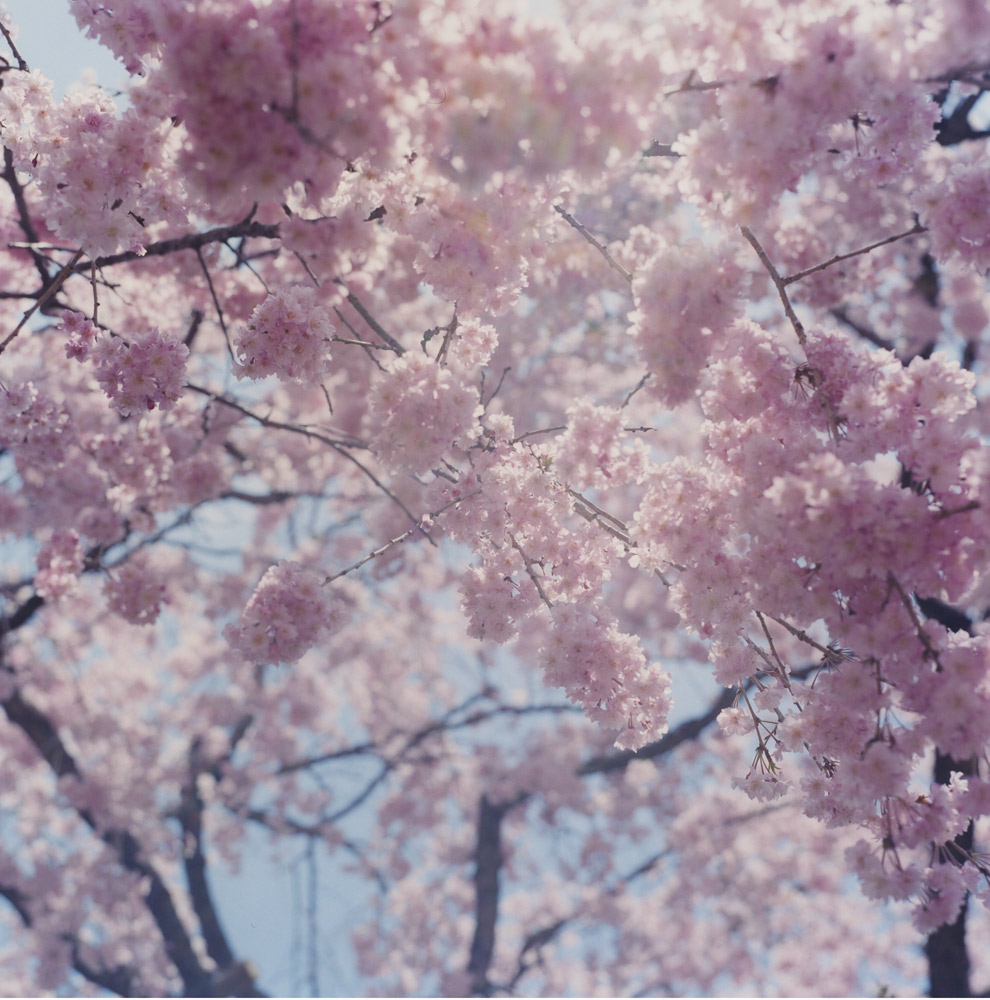 Rinko Kawauchi's Illuminance