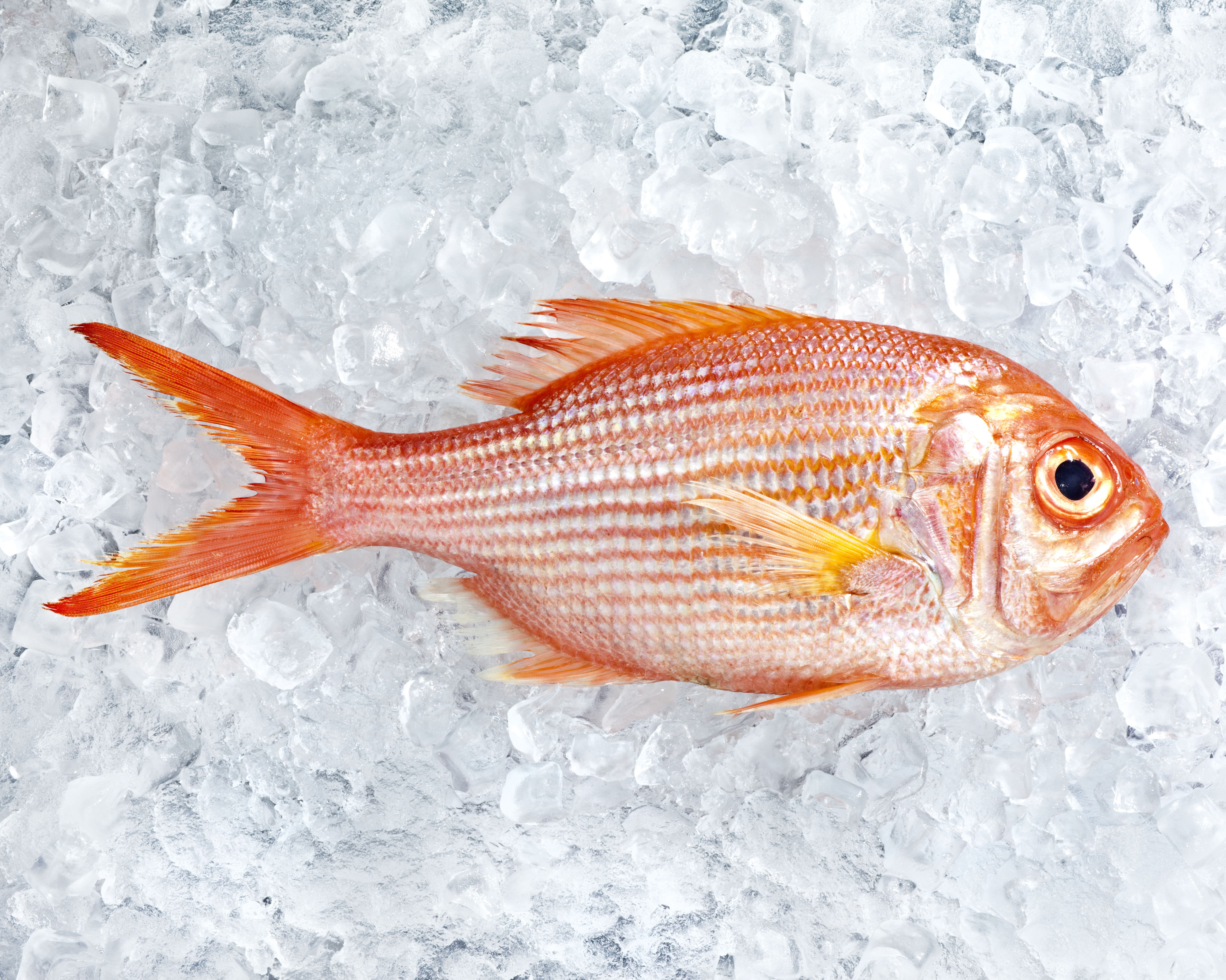 fish-on-ice-seafood