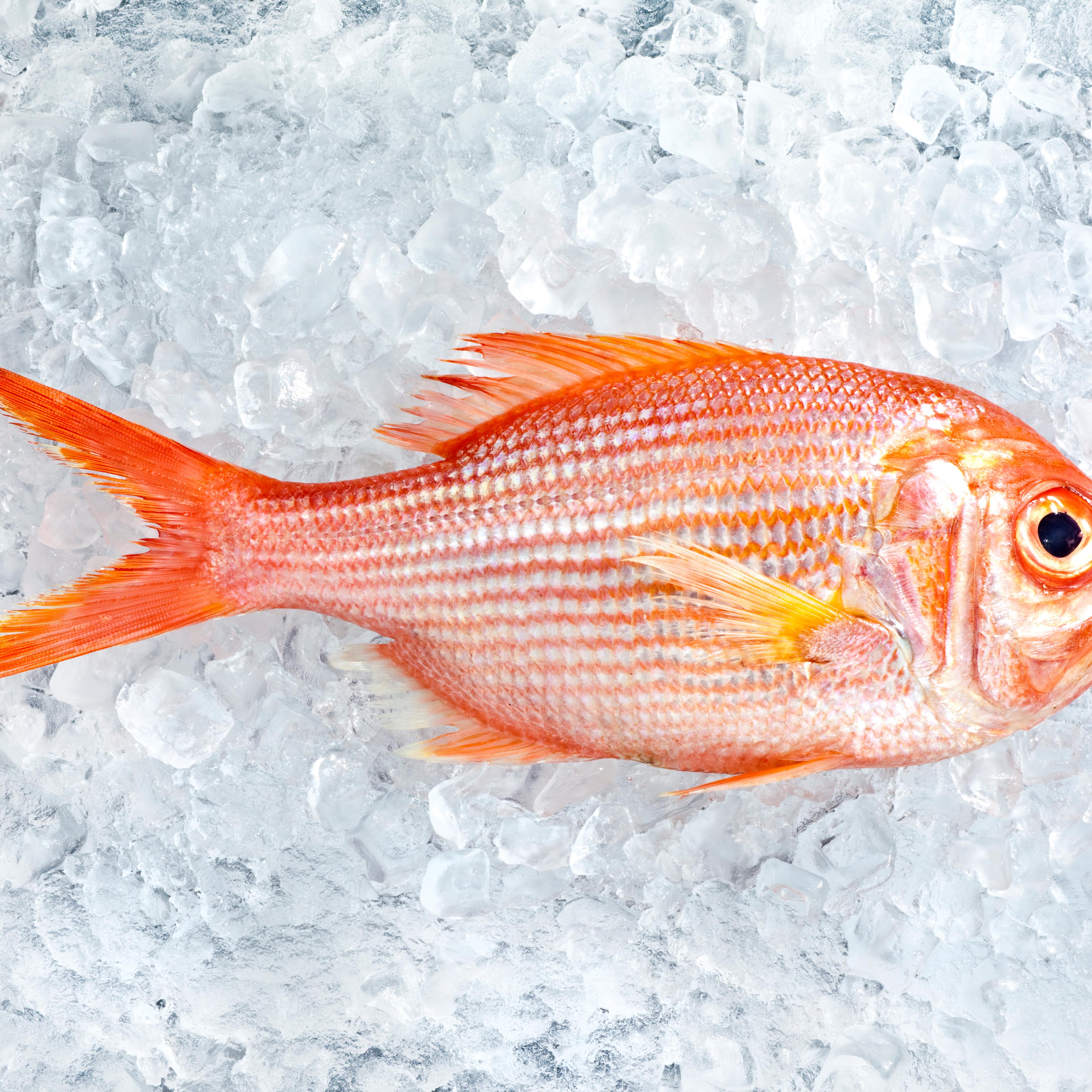 fish-on-ice-seafood
