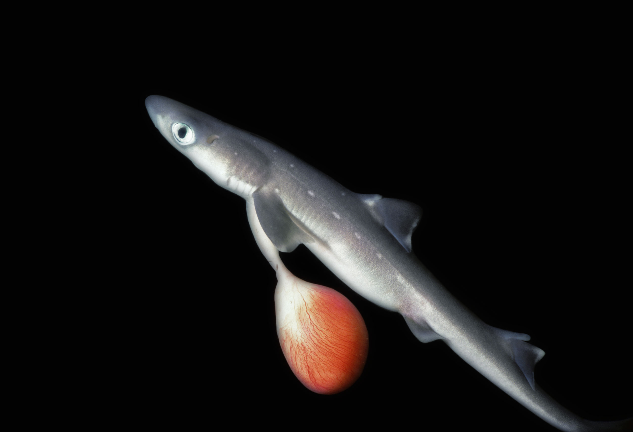Spiny Dogfish Shark