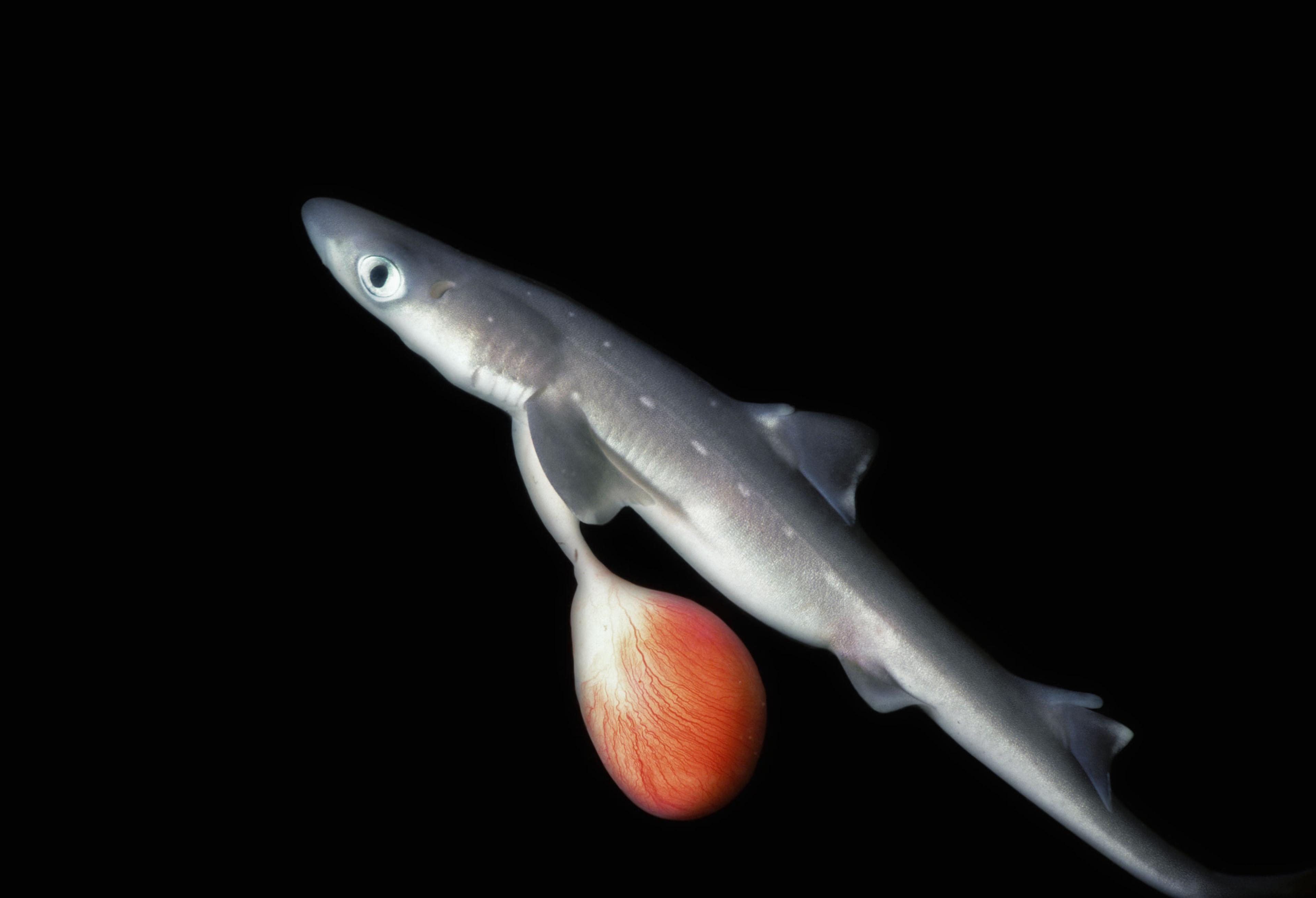 Spiny Dogfish Shark