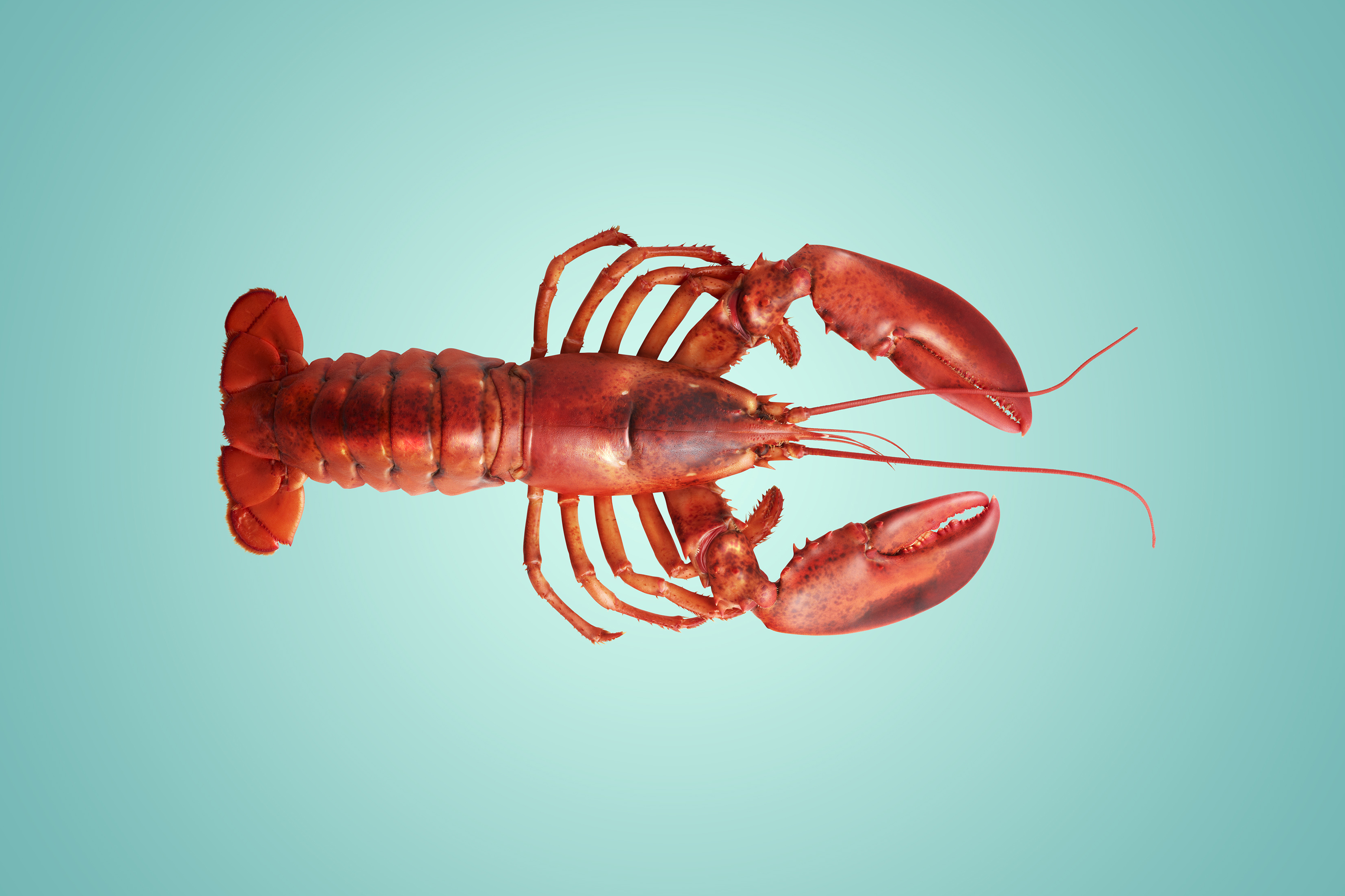 Cooked Lobster