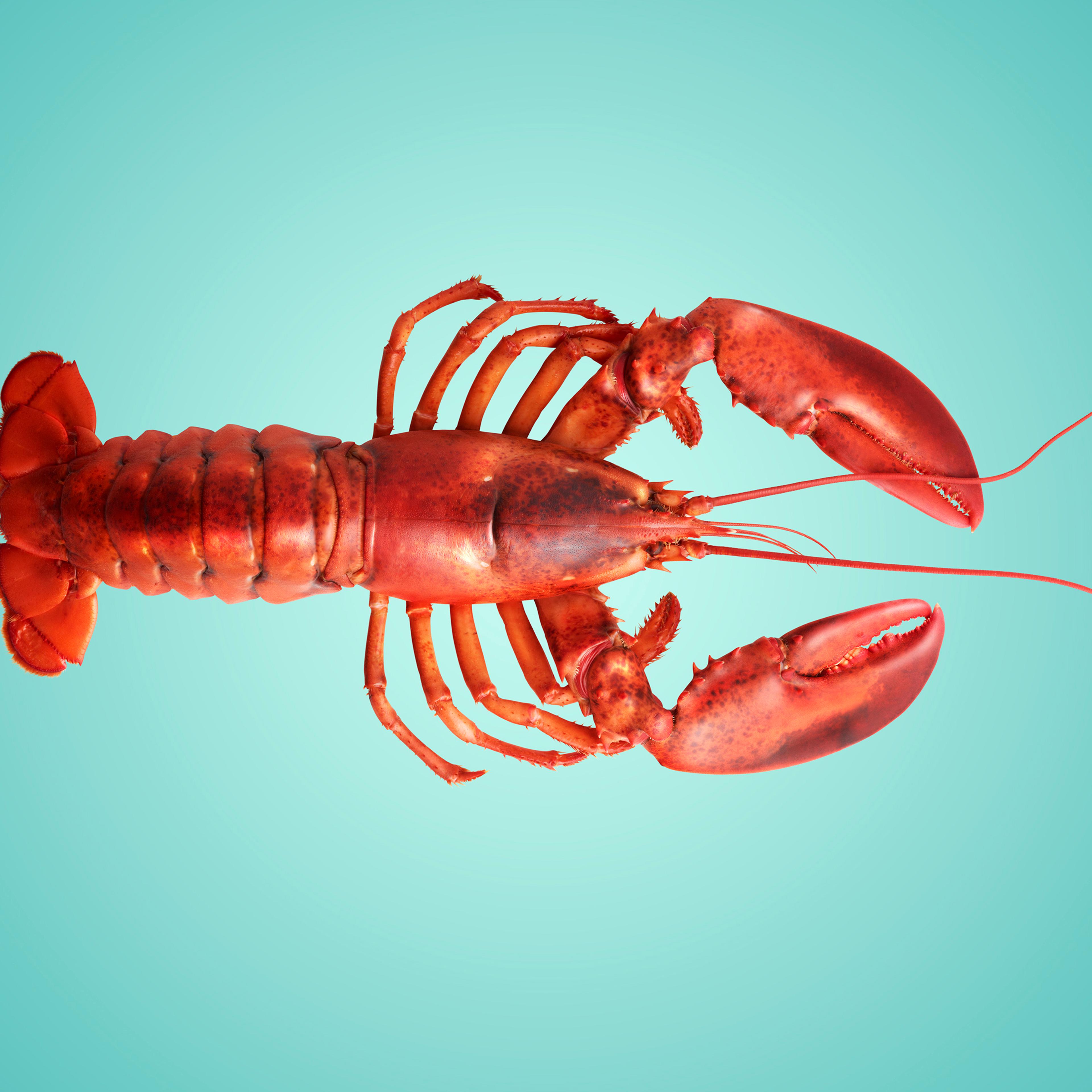 Cooked Lobster