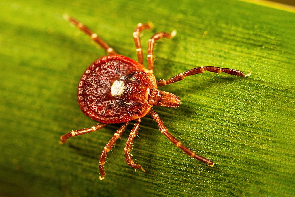 Rise in Alpha-Gal Syndrome Linked to Tick Bites, Prompting New Health Initiatives