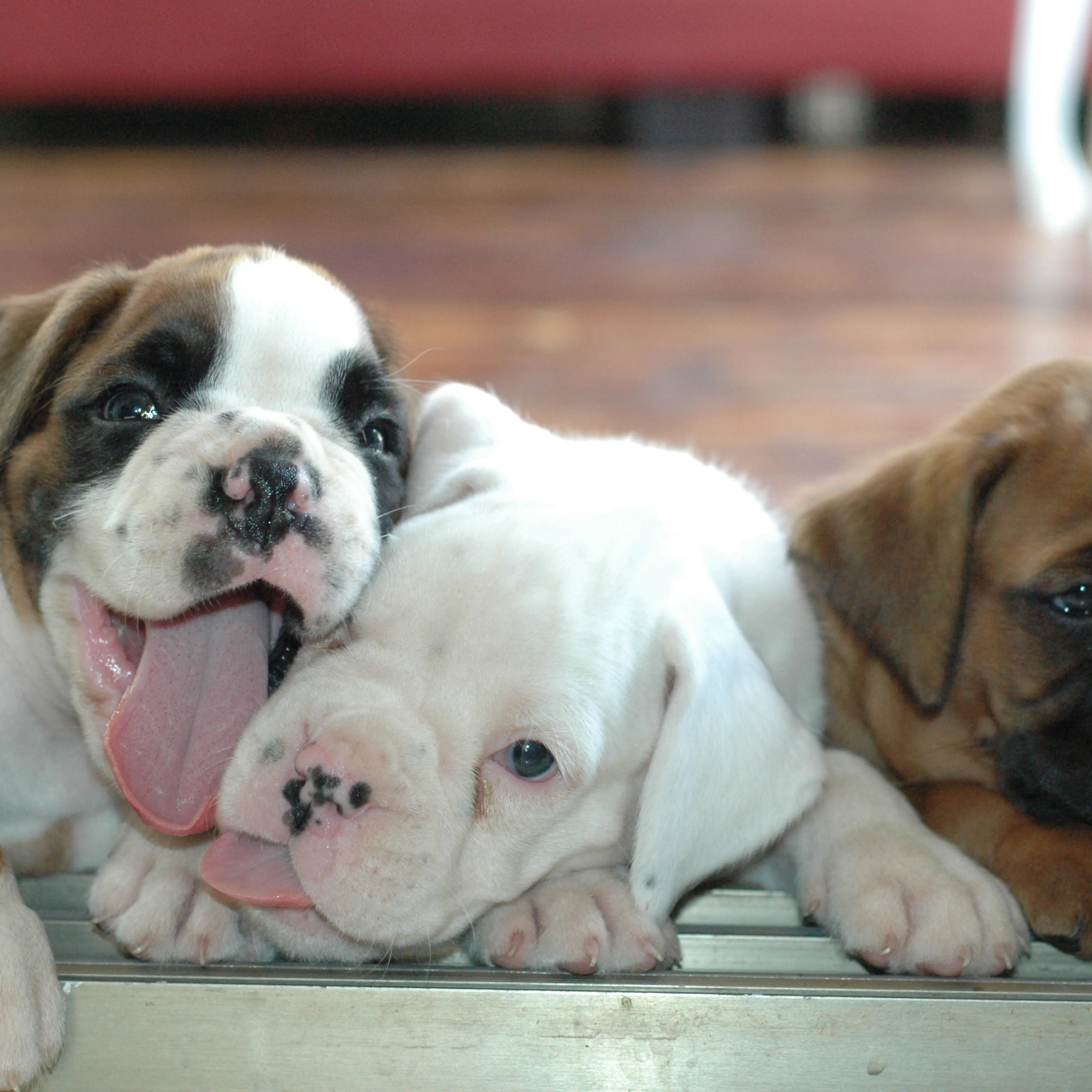 The world's most adorable puppies