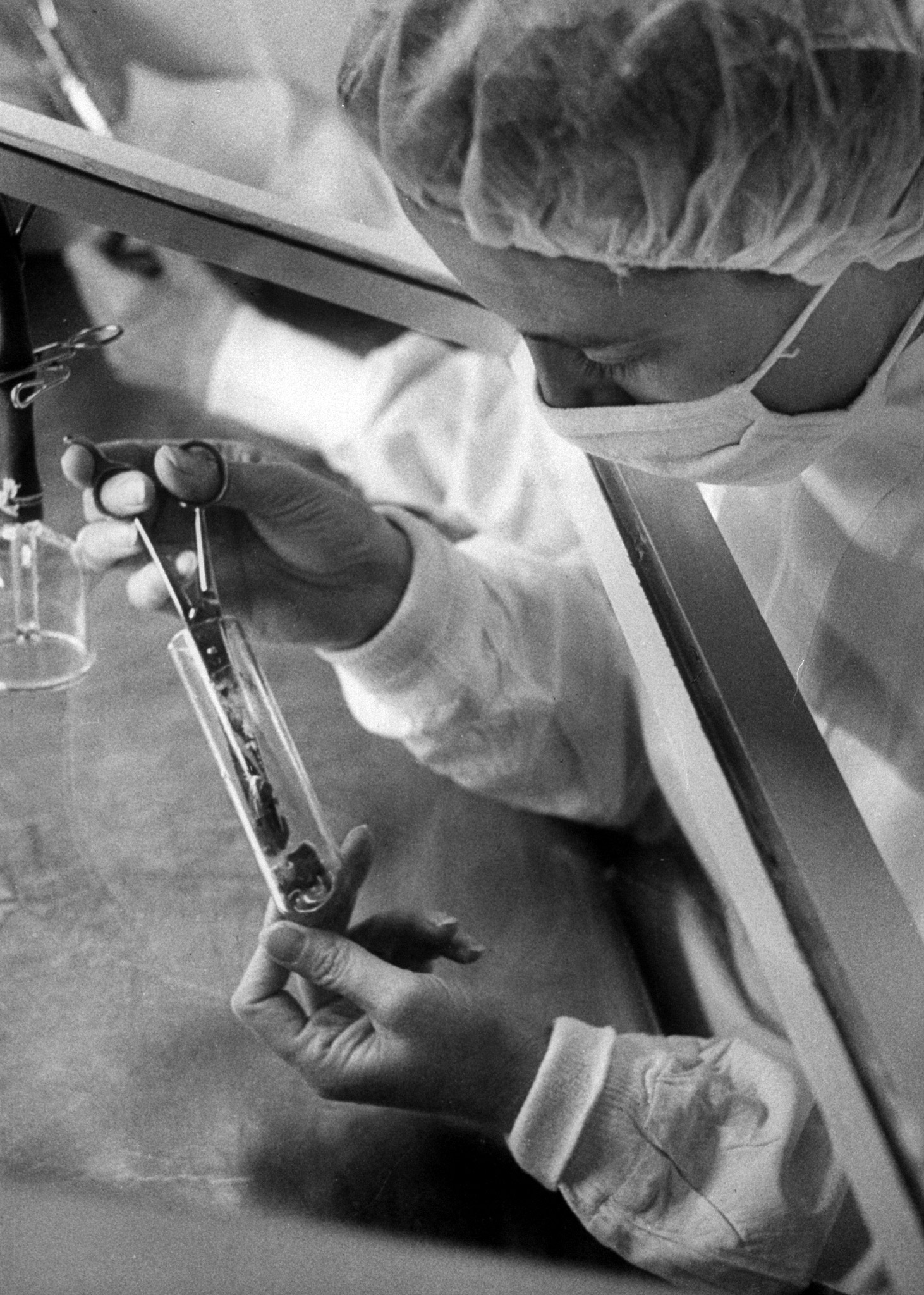 Working under glass for extra safety, technician begins vaccine process with kidney tissue.