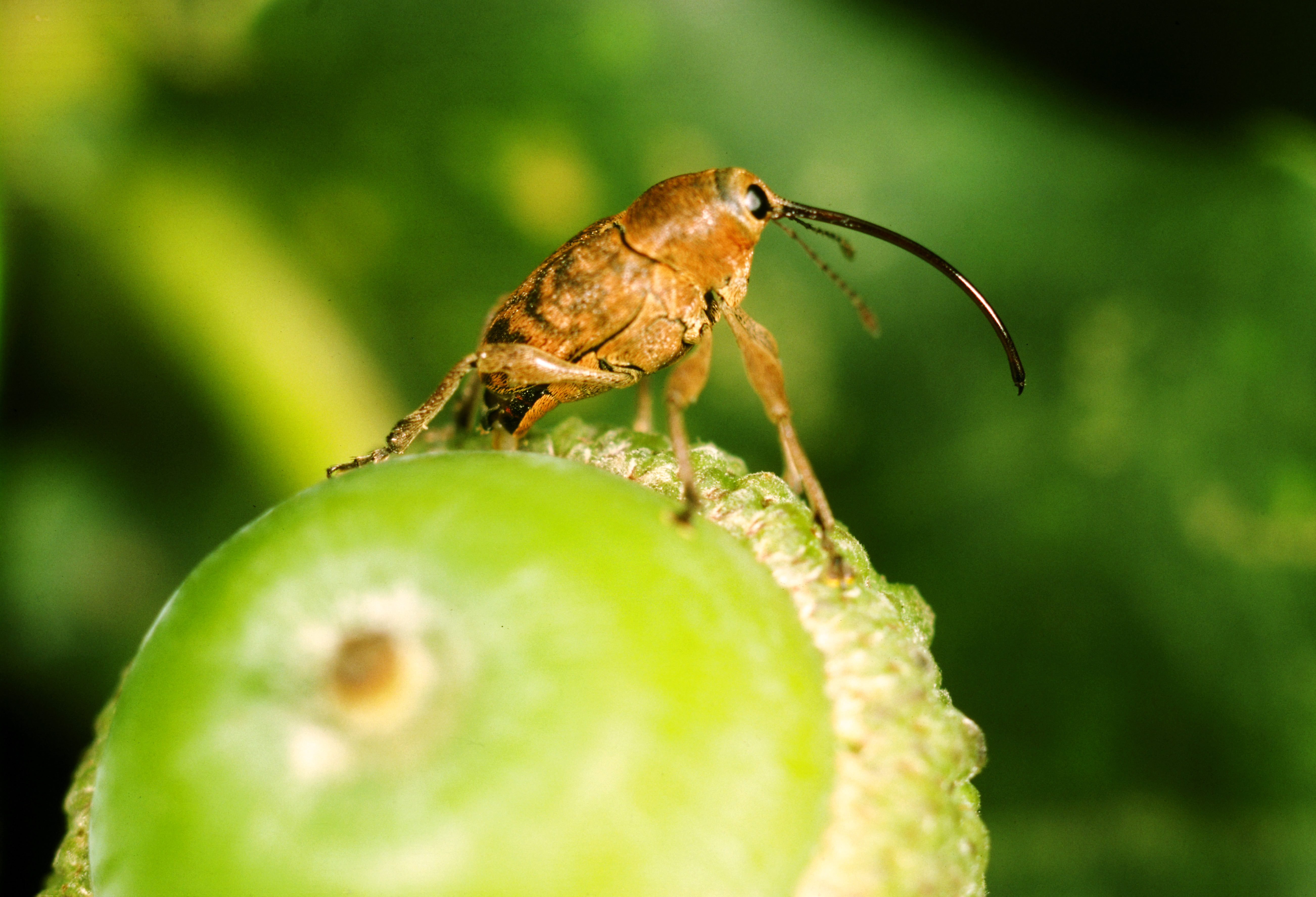 acorn weevil