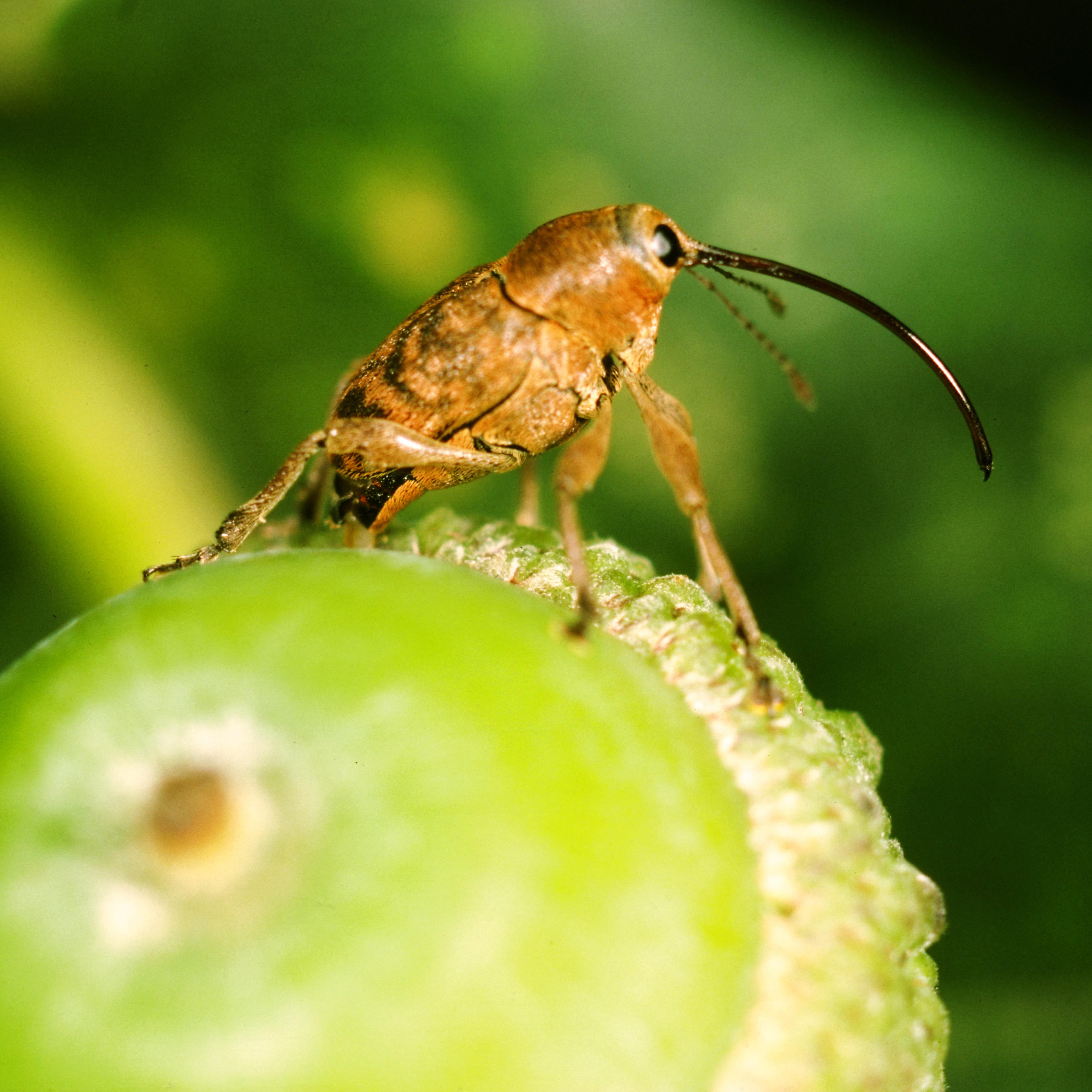 acorn weevil
