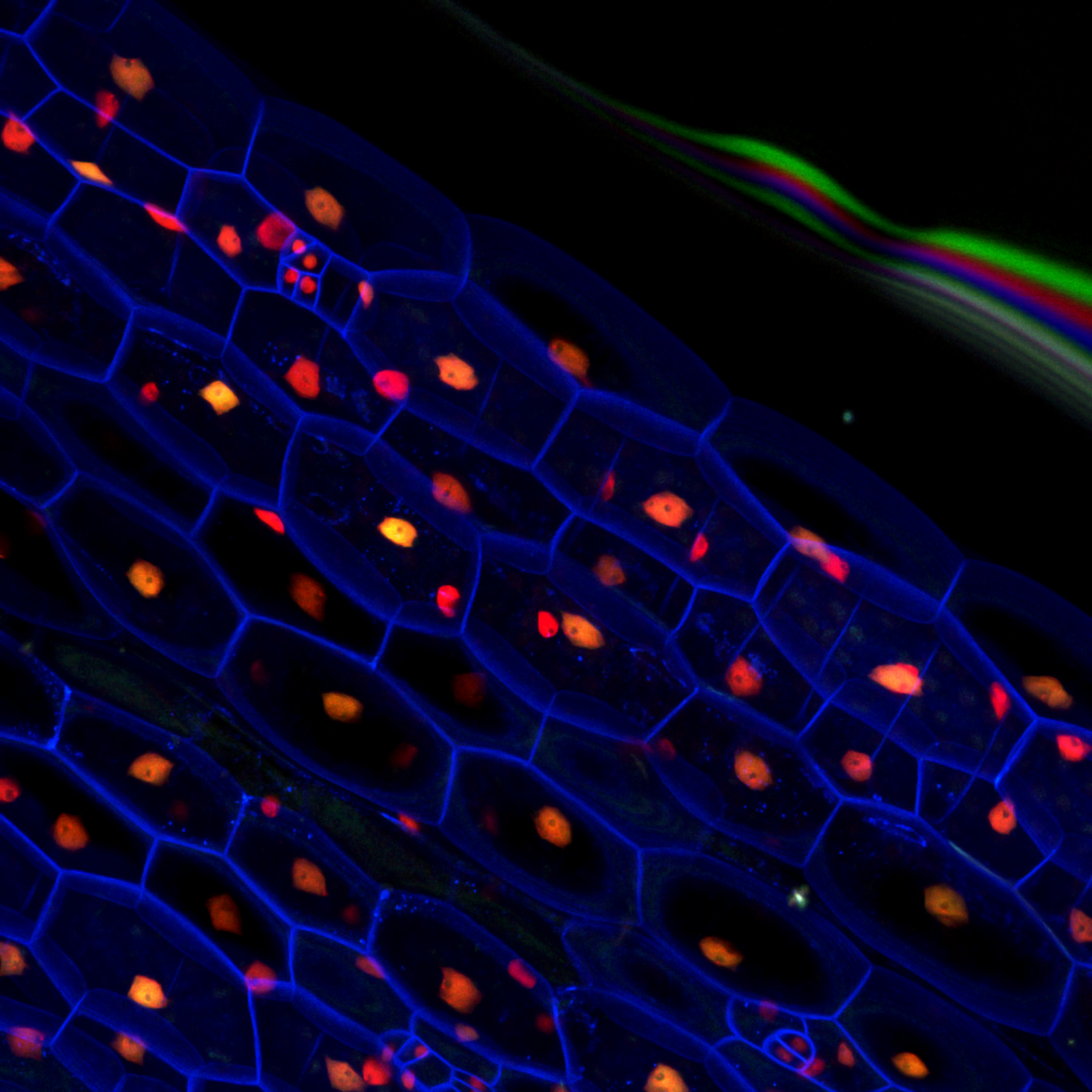 DNA Genes