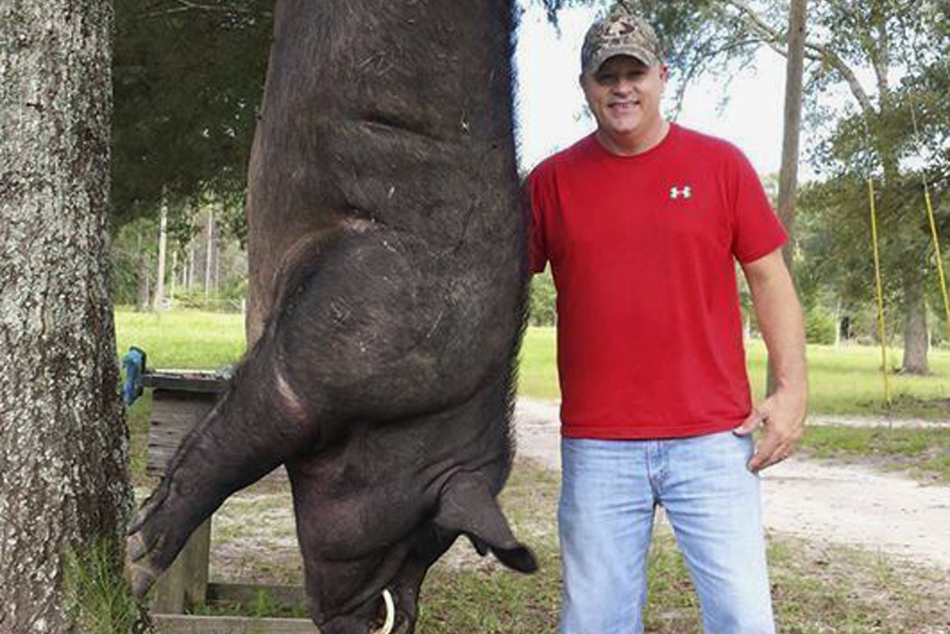 Big Hog Killed
