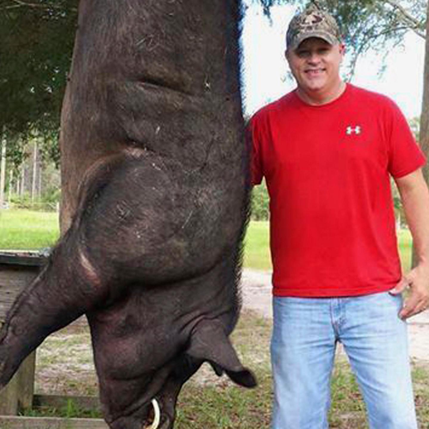 Big Hog Killed