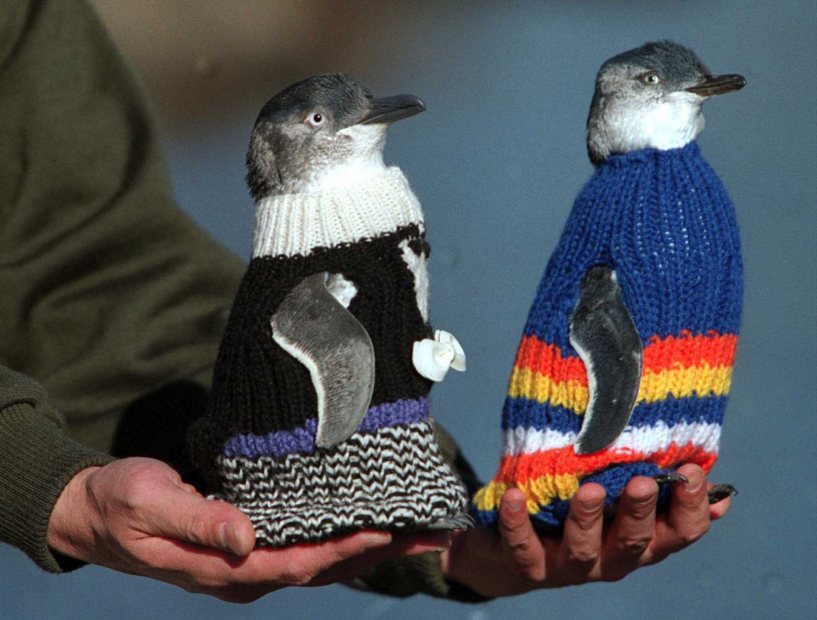 Penguin mannequins model newly-knitted protective woollen coats in Launceston, Tasmania May 22, 2001.