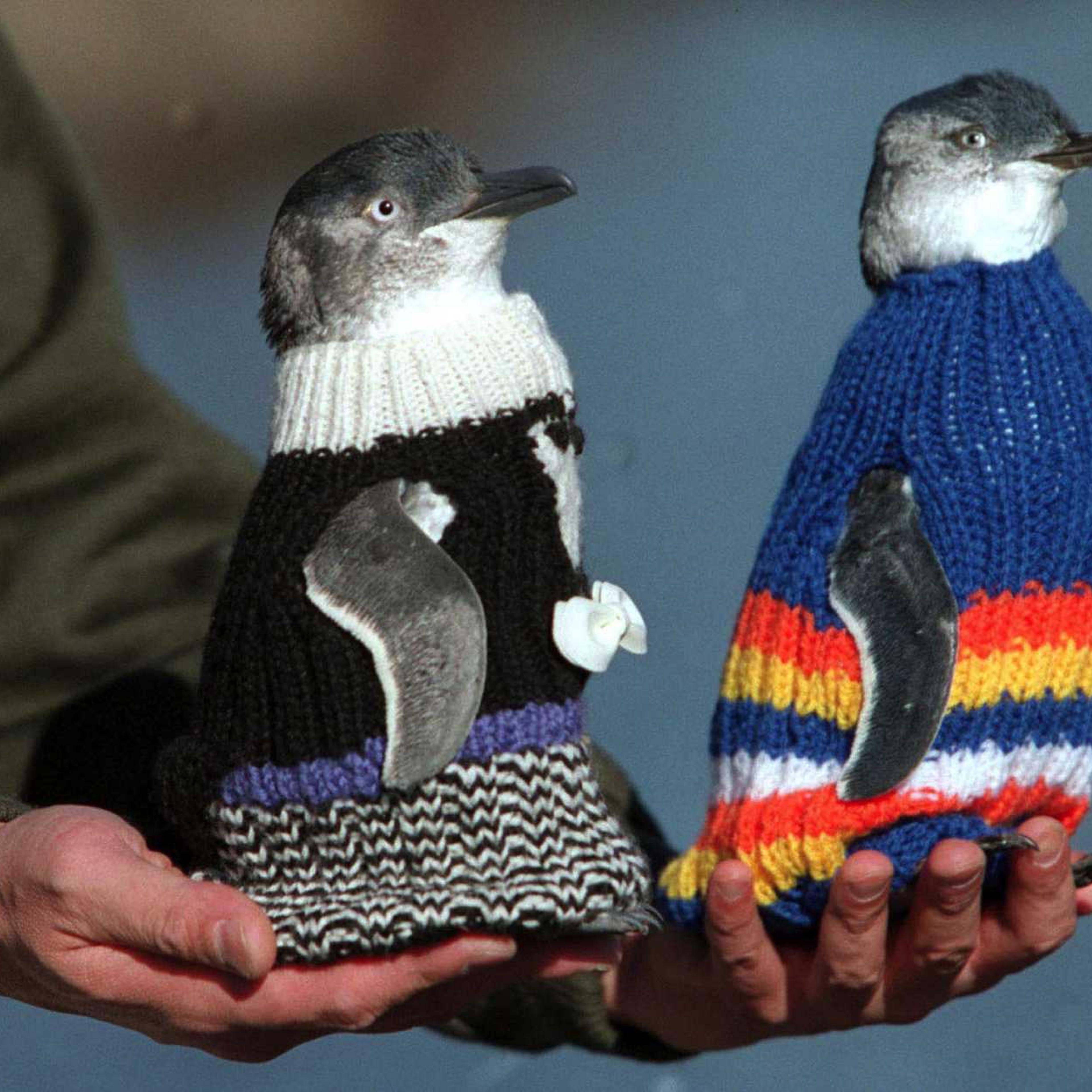 Penguin mannequins model newly-knitted protective woollen coats in Launceston, Tasmania May 22, 2001.