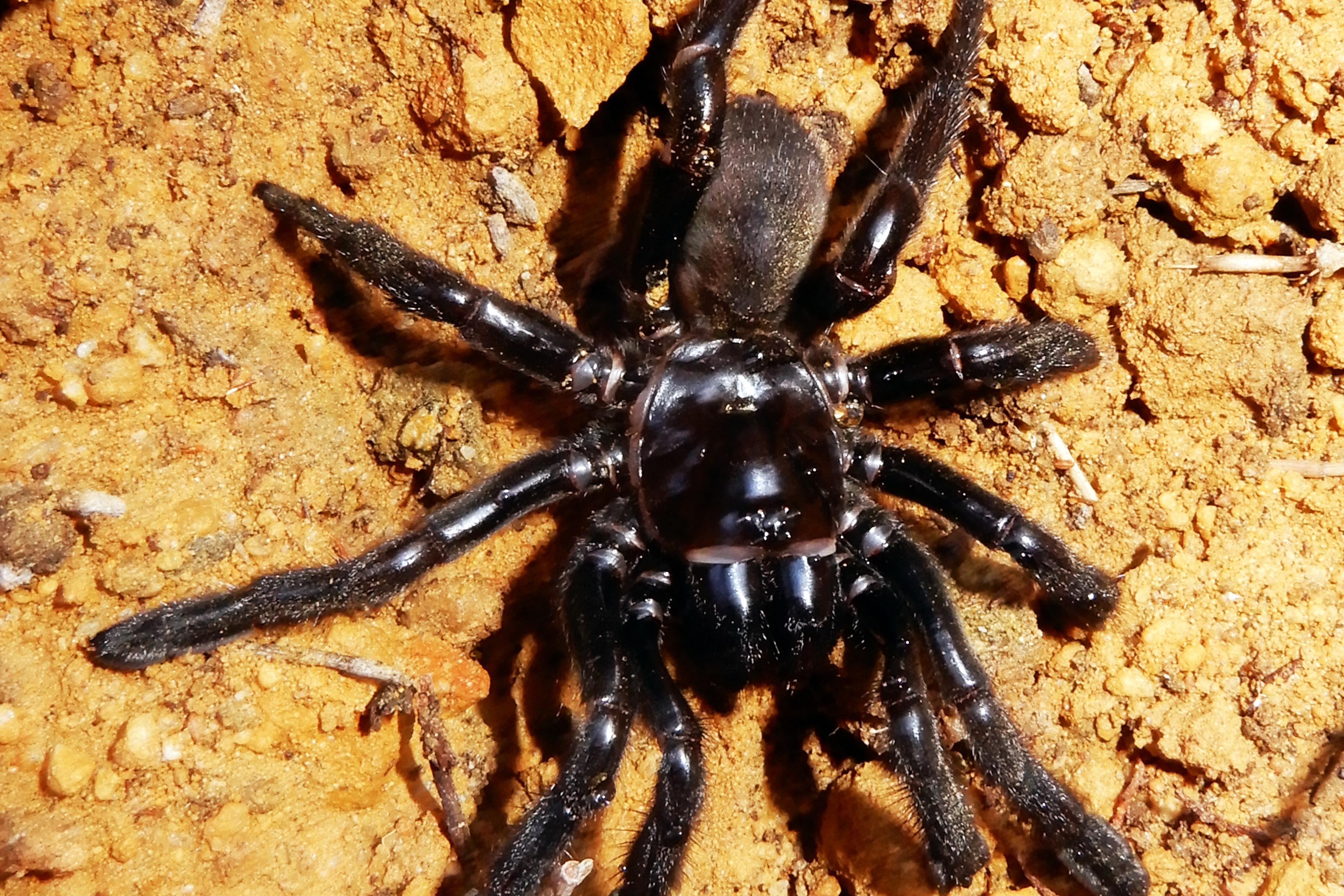 The world’s oldest known spider, known as Number 16, has died at the age of 43.