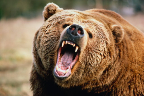 Brown bear growling