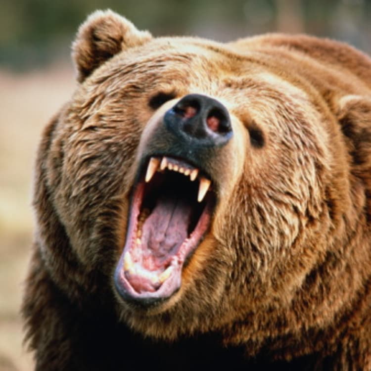 Brown bear growling