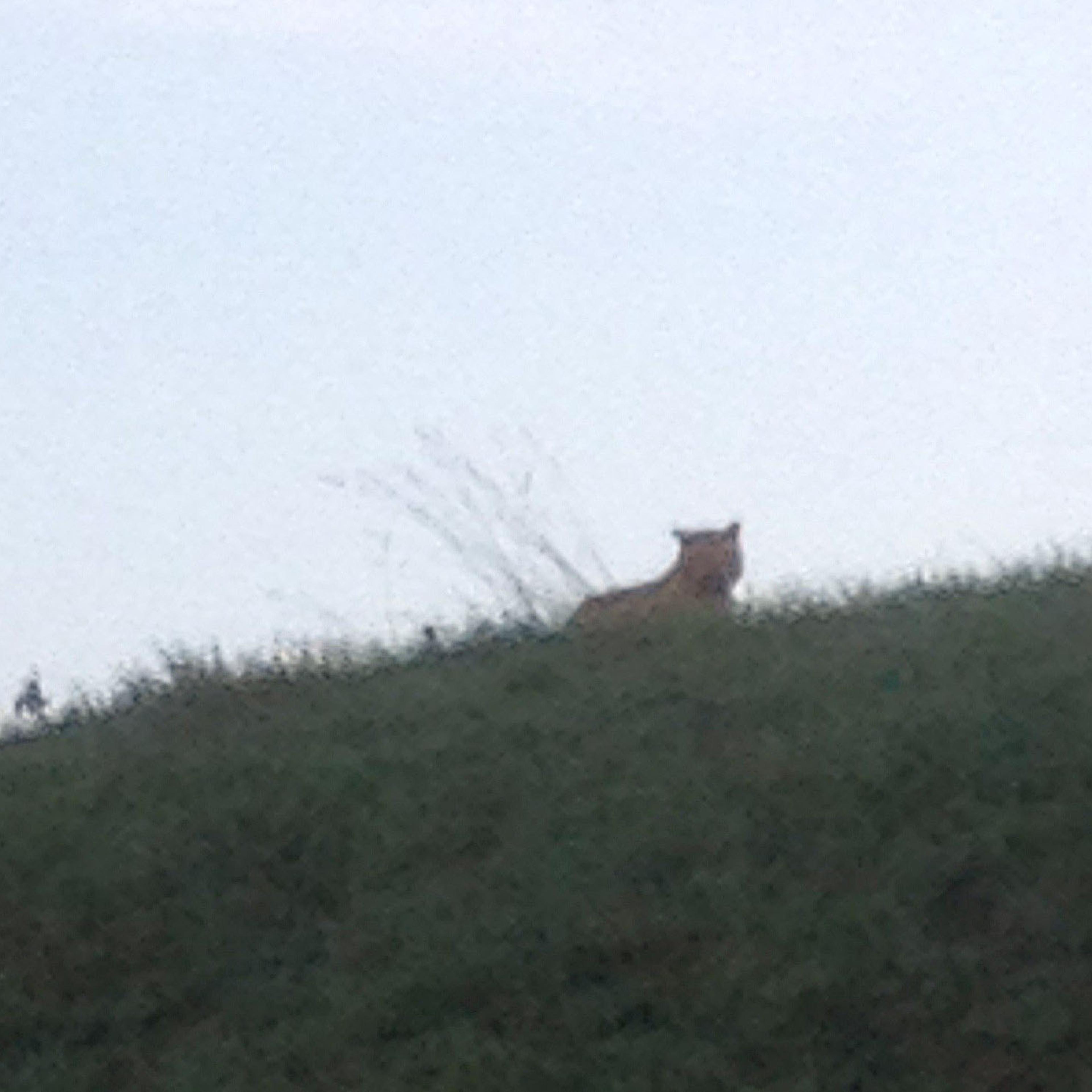 A picture taken by a passerby shows an alleged tiger on the loose walking in Montevrain, east of Paris, on Nov. 13, 2014.