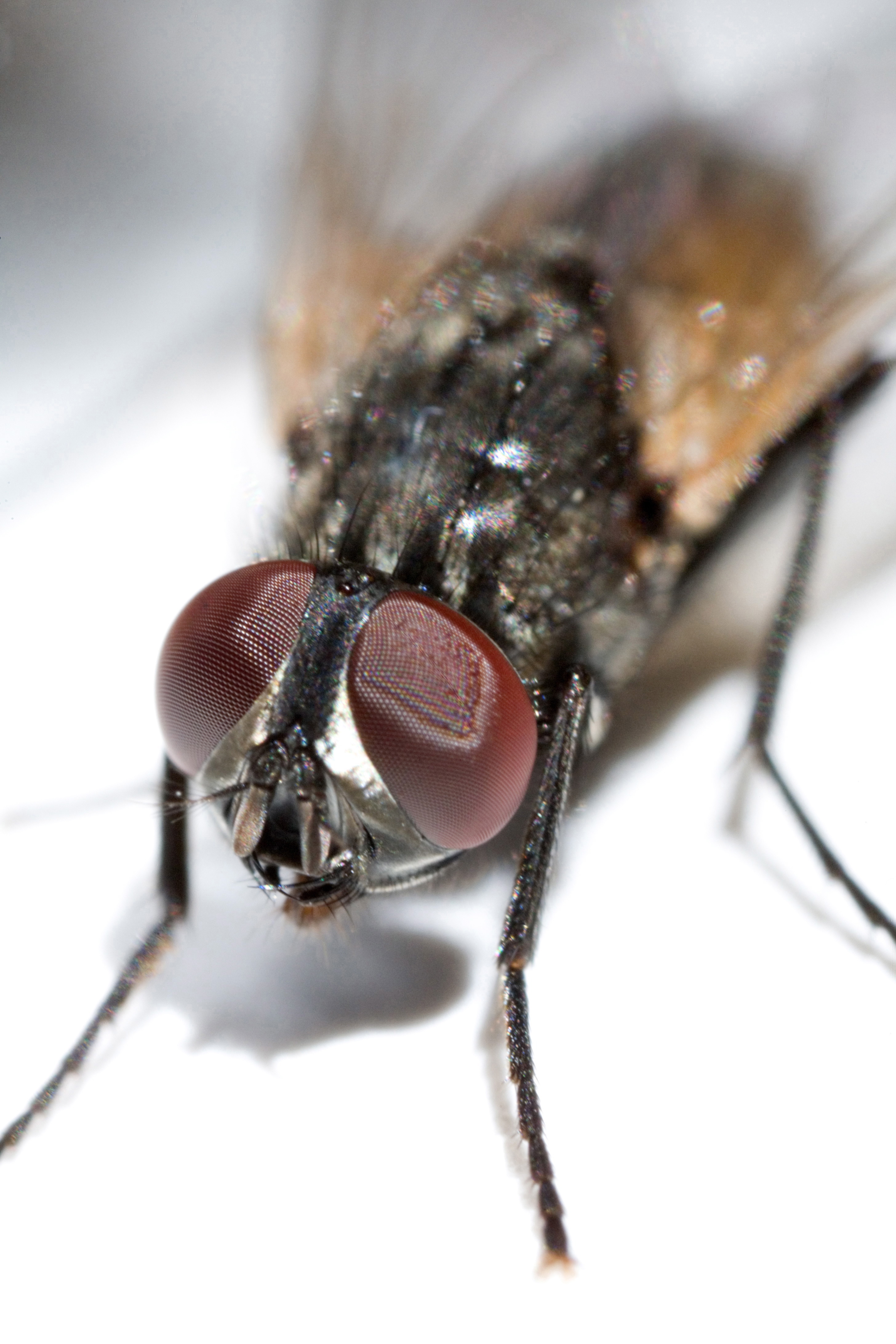 House Fly