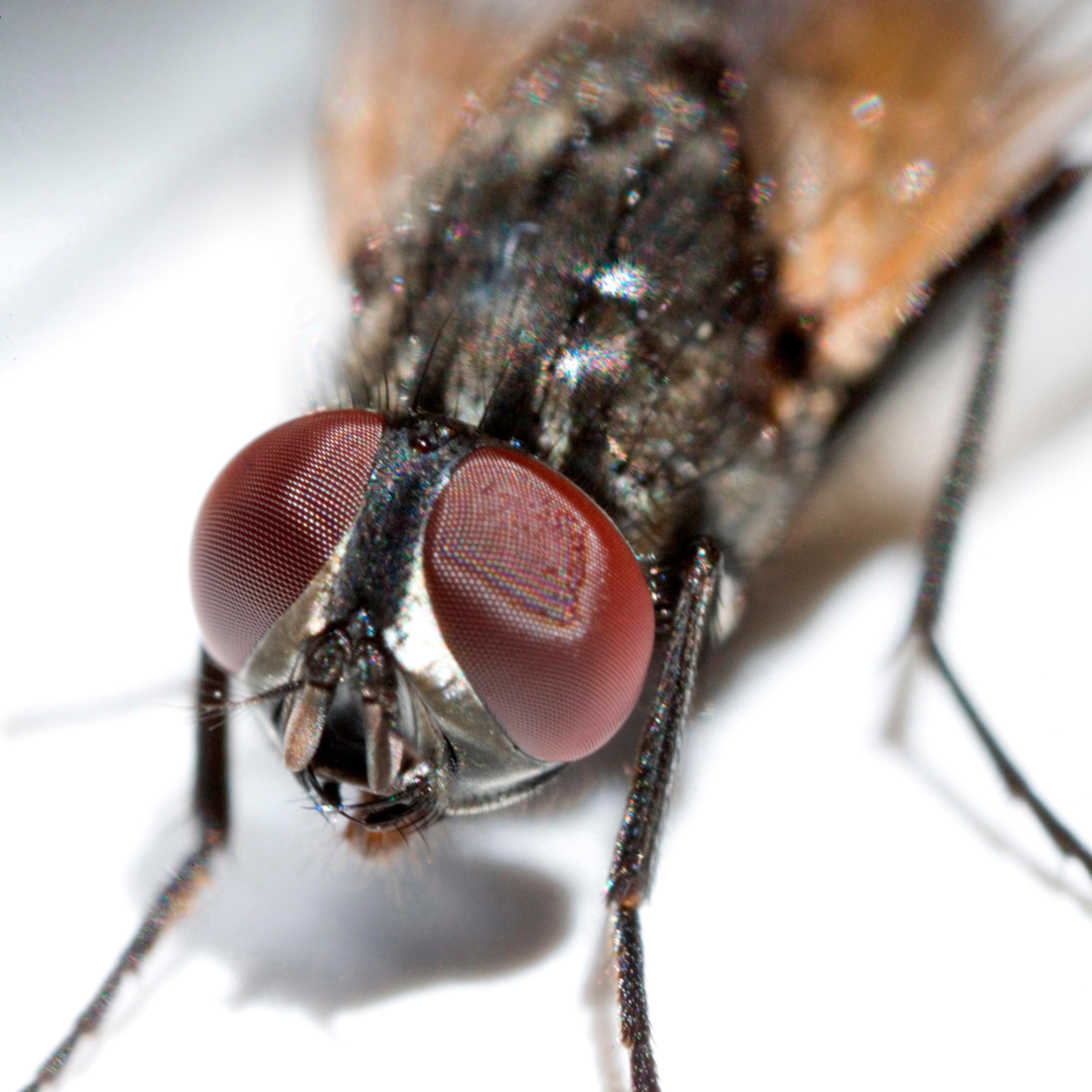 House Fly