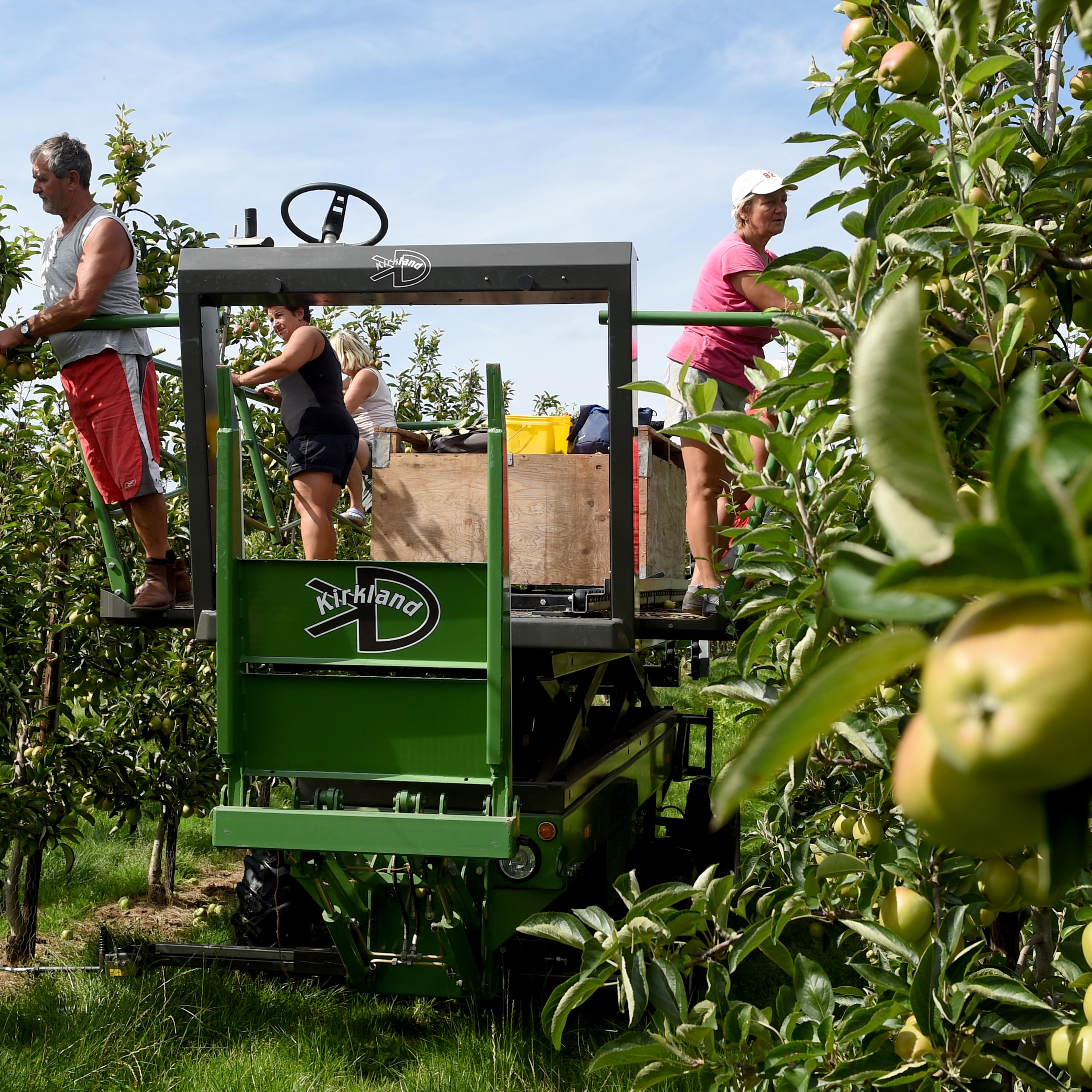 Polish workers on Braeburn apple orchard at Stocks Farm in Worcestershire, England on Aug. 7, 2014.