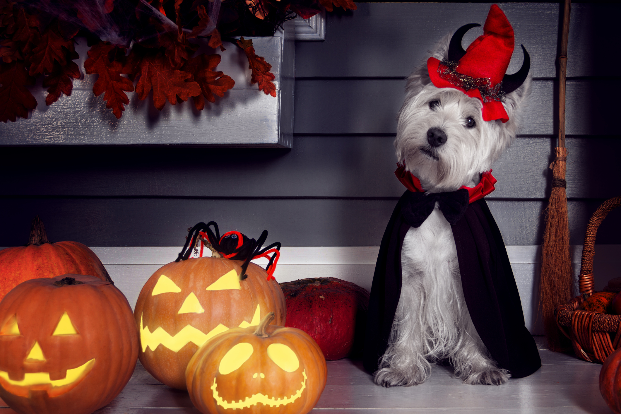 Dog in Halloween Dracula costume
