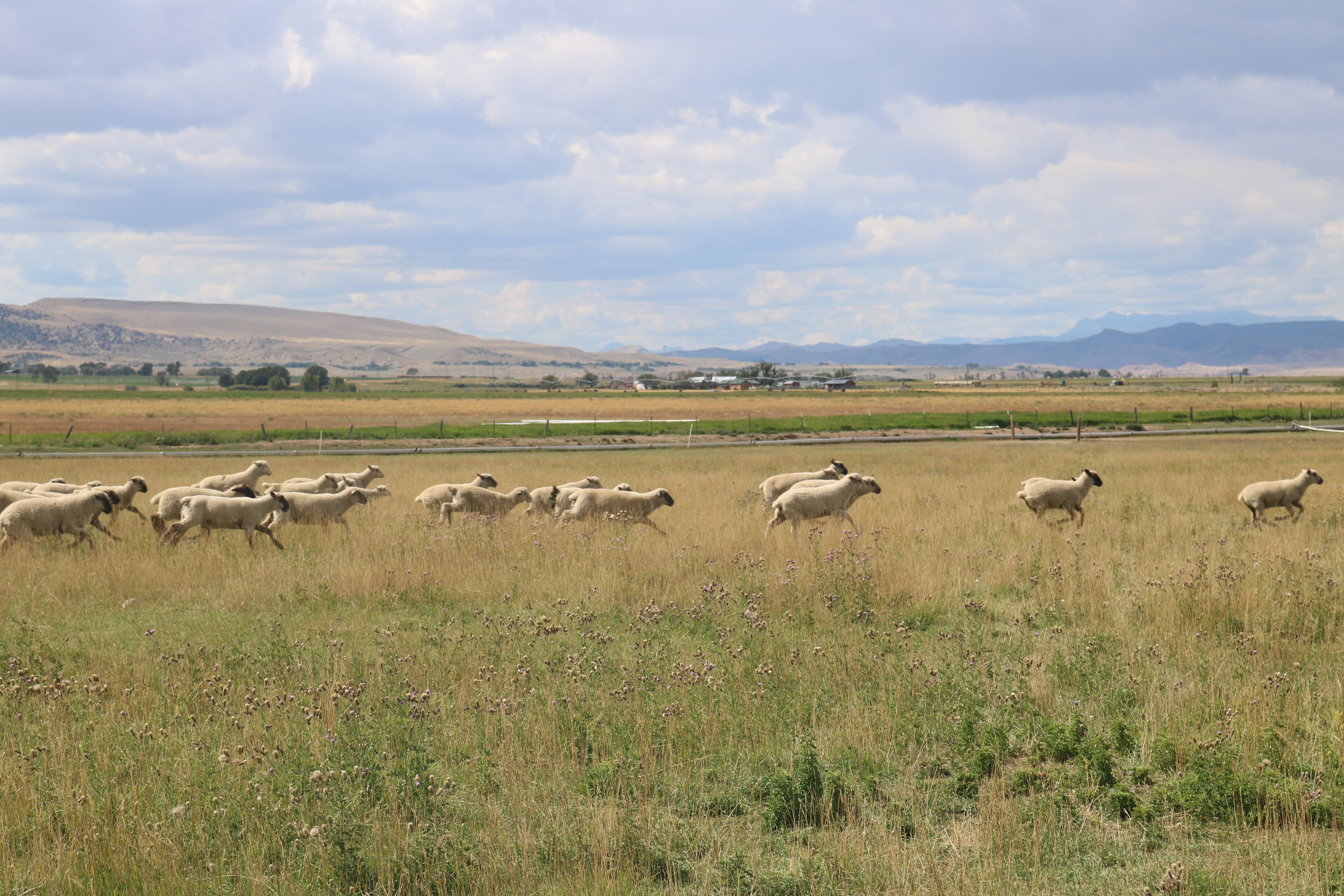 Sheep bound across a pasture on the Cottonwood Creek Ranch in Crowheart, Wyoming.