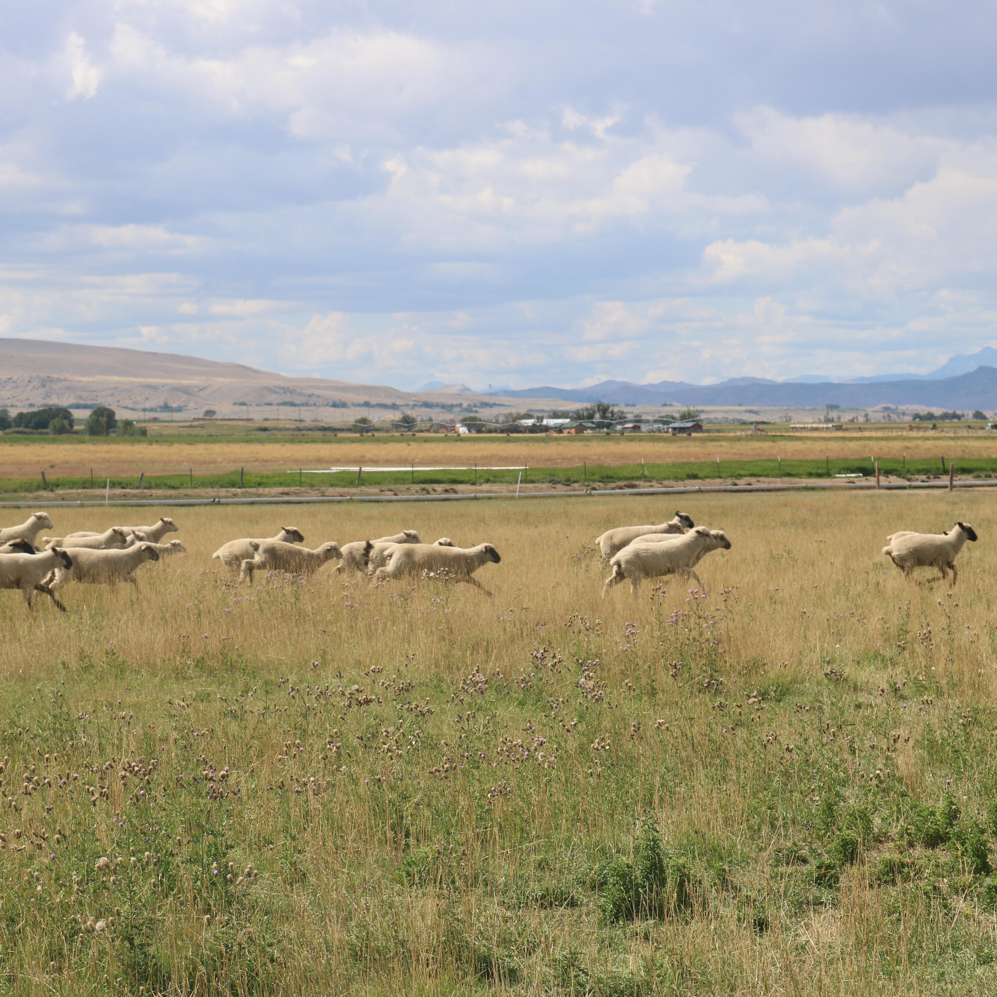 Sheep bound across a pasture on the Cottonwood Creek Ranch in Crowheart, Wyoming.