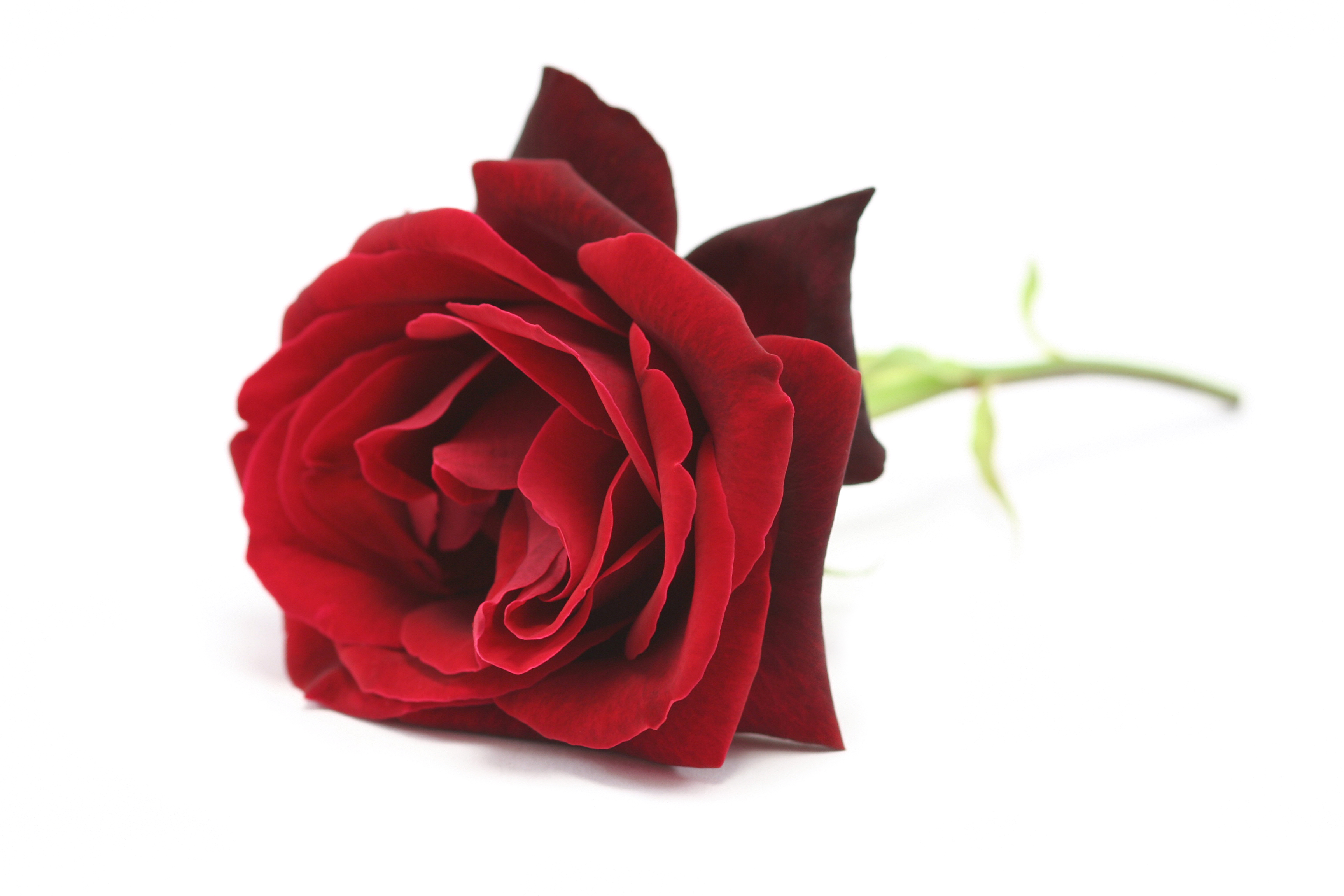 Close-Up Of Red Rose Over White Background