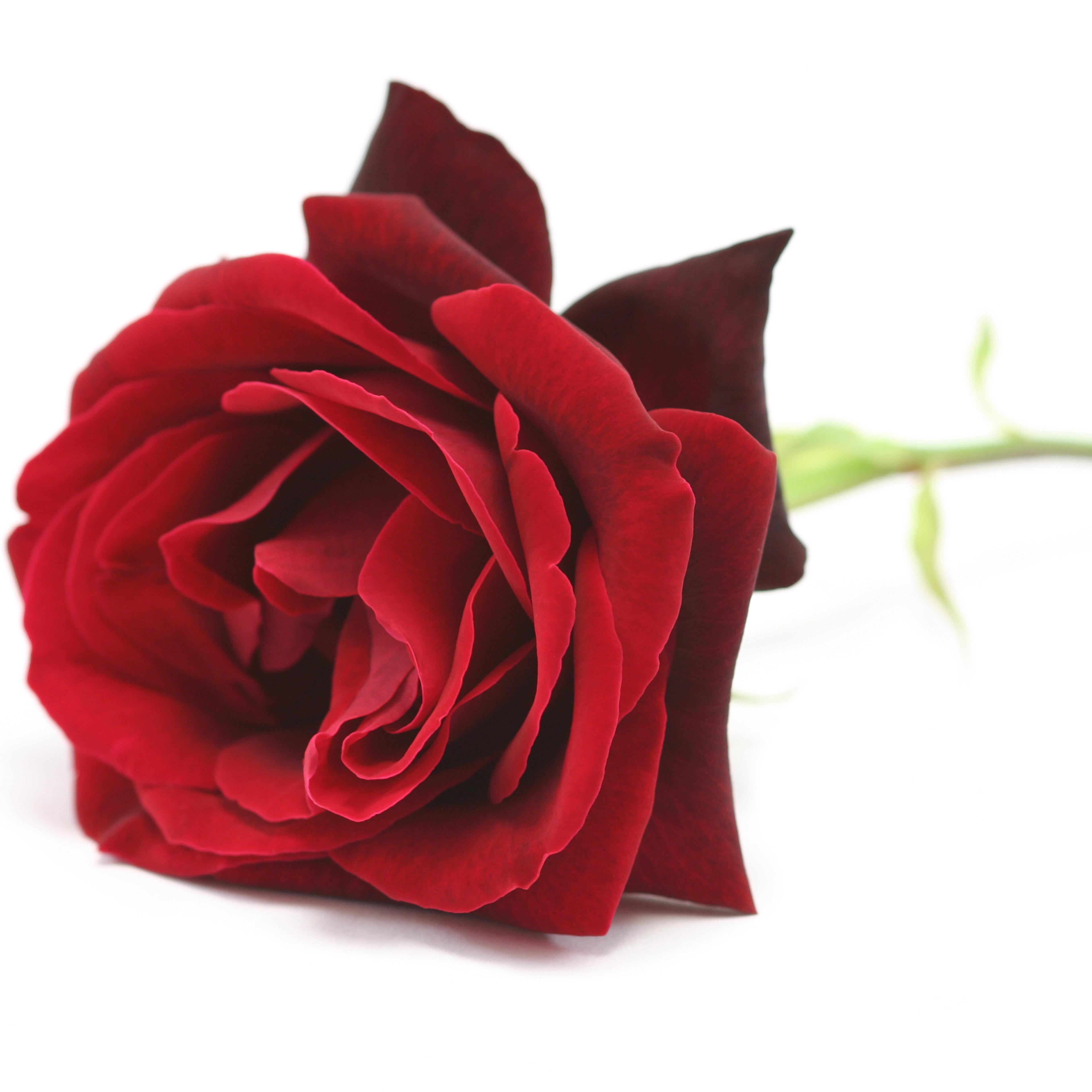 Close-Up Of Red Rose Over White Background