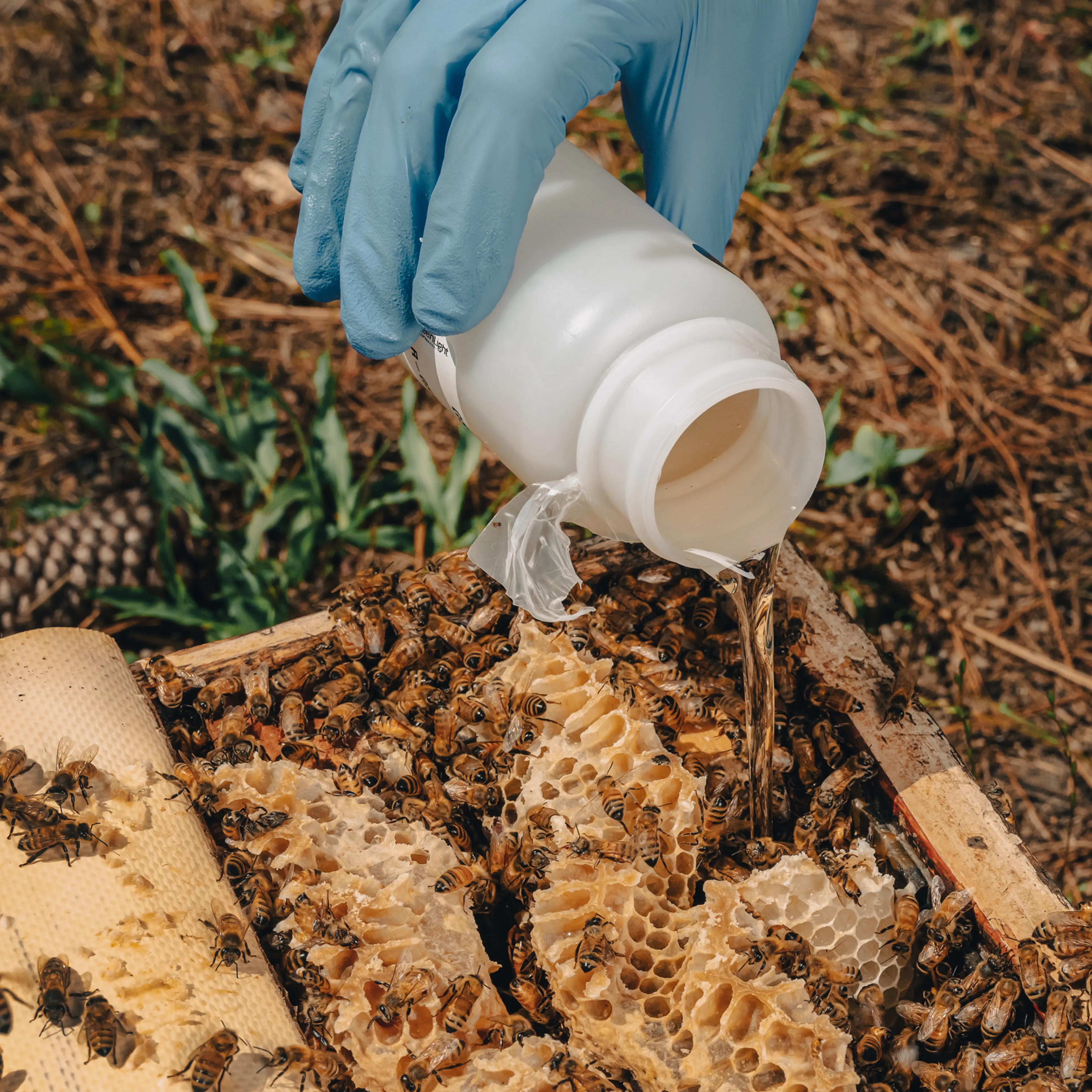 Pouring GreenLight treatment in a bee hive.