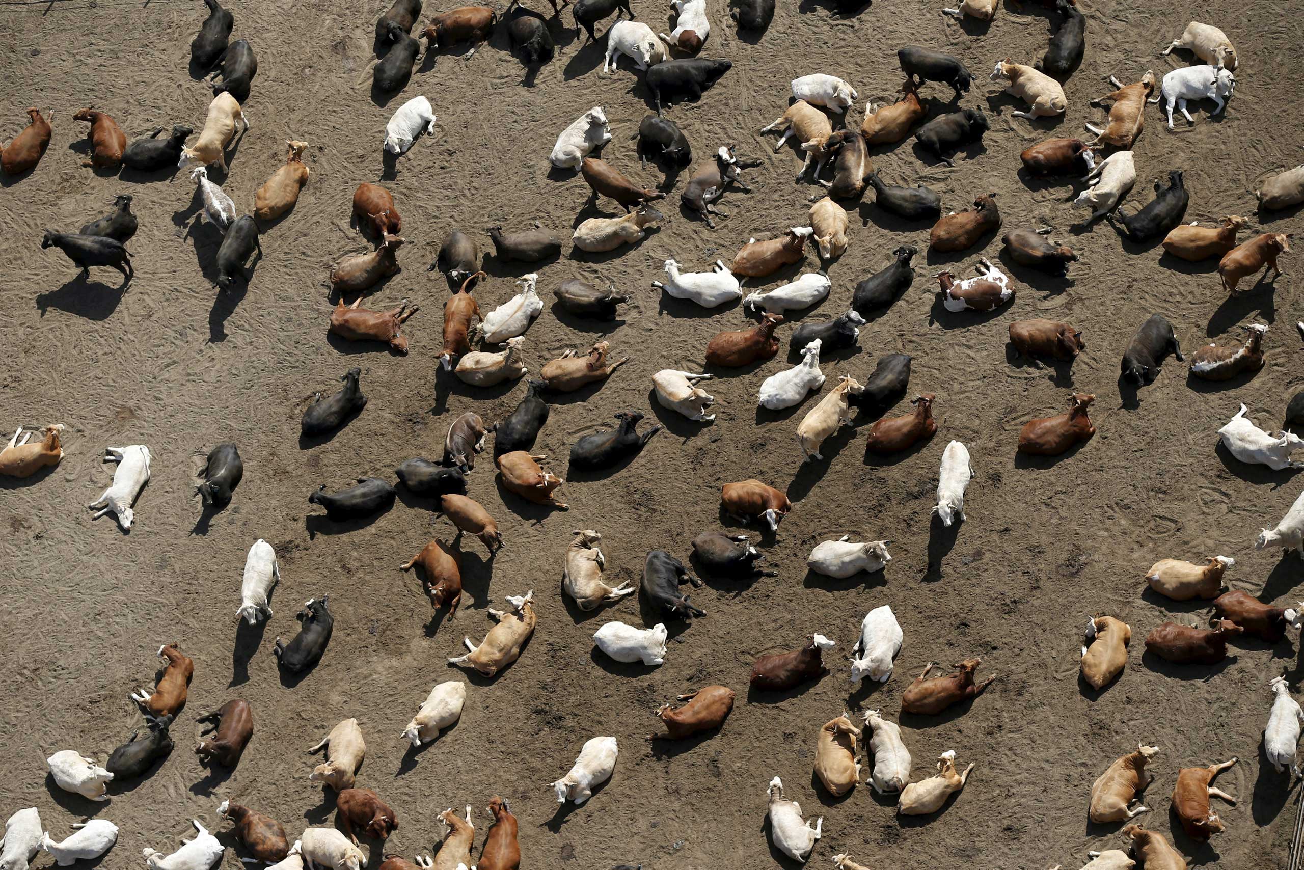 Livestock products, including meat, dairy and eggs, account for more than a quarter of California's agricultural sector, a $12.5 billion industry, according to the USDA. Cattle are among the most water-hungry livestock, consuming an average of106 gallons