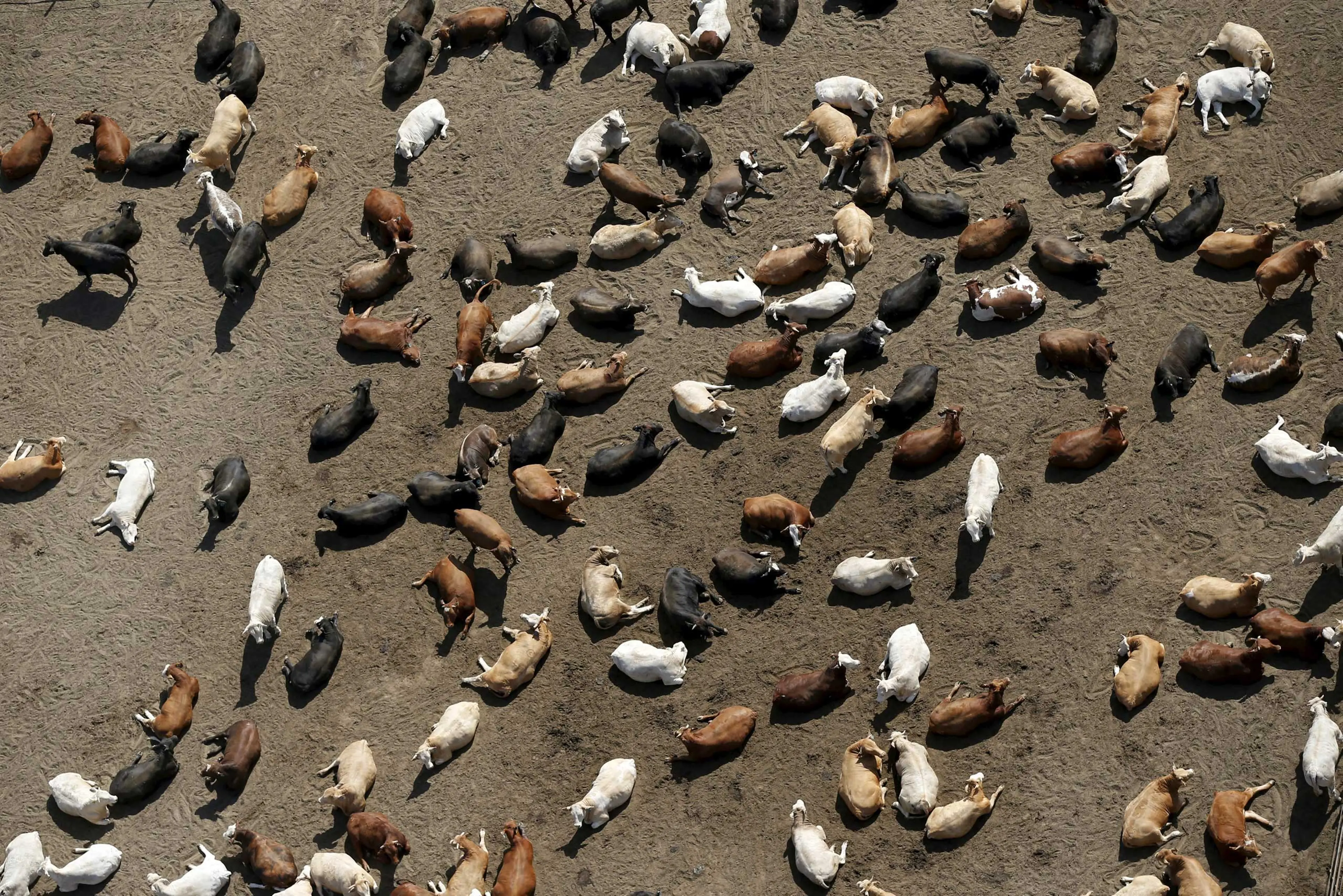 Livestock products, including meat, dairy and eggs, account for more than a quarter of California's agricultural sector, a $12.5 billion industry, according to the USDA. Cattle are among the most water-hungry livestock, consuming an average of106 gallons