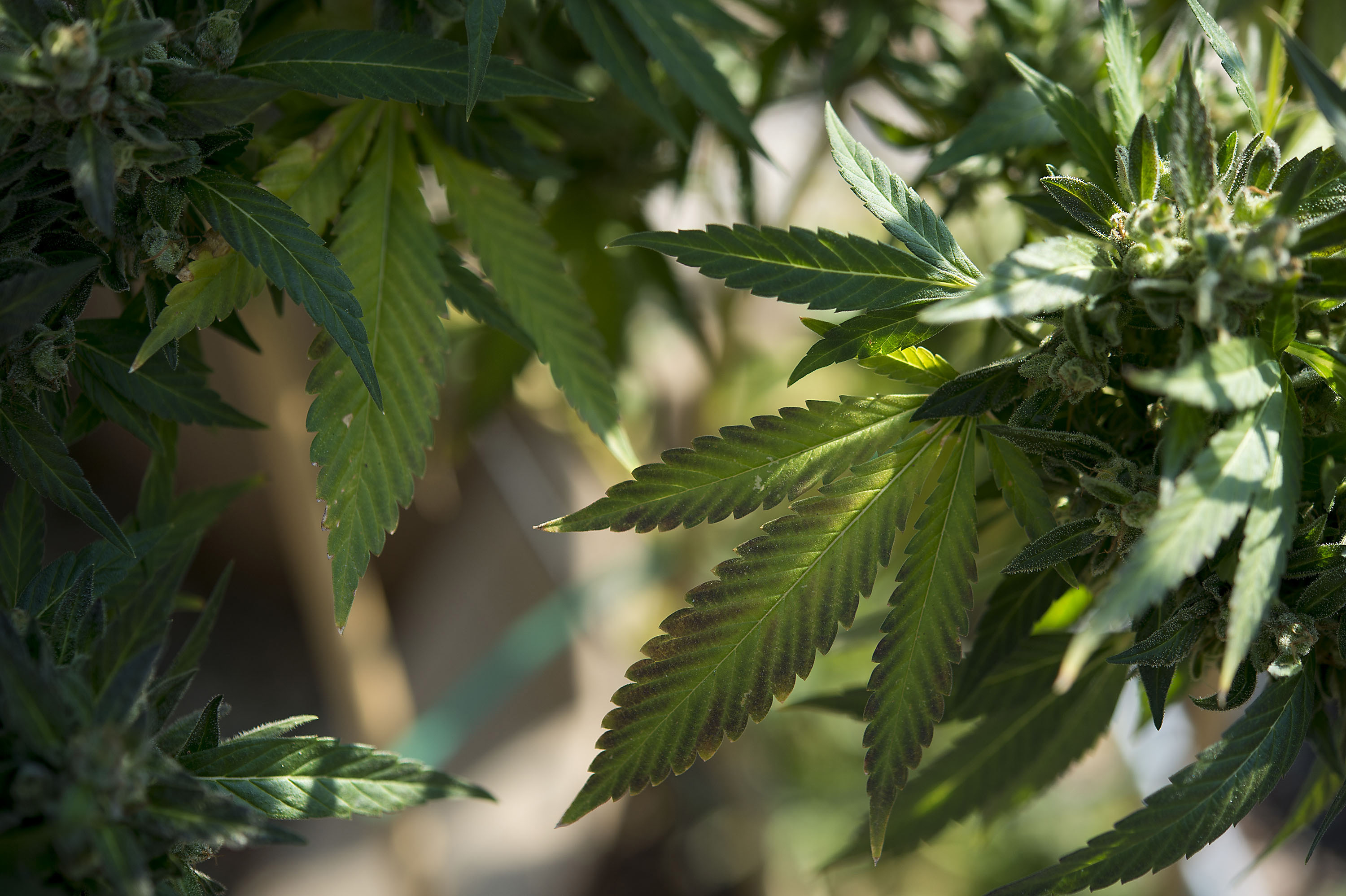 Marijuana grower Basil McMahon's crop in Grass Valley, Calif., on November 12, 2015.