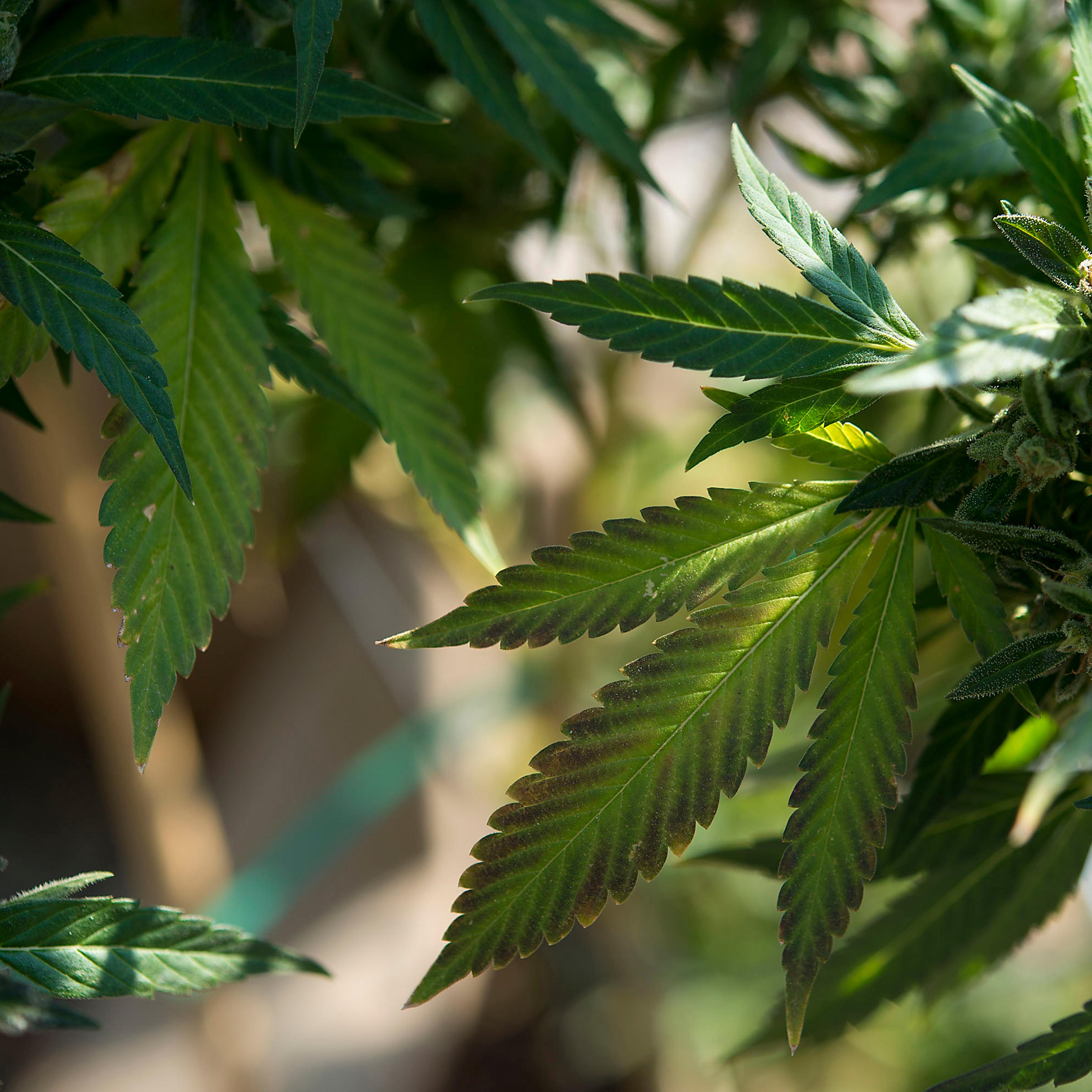 Marijuana grower Basil McMahon's crop in Grass Valley, Calif., on November 12, 2015.