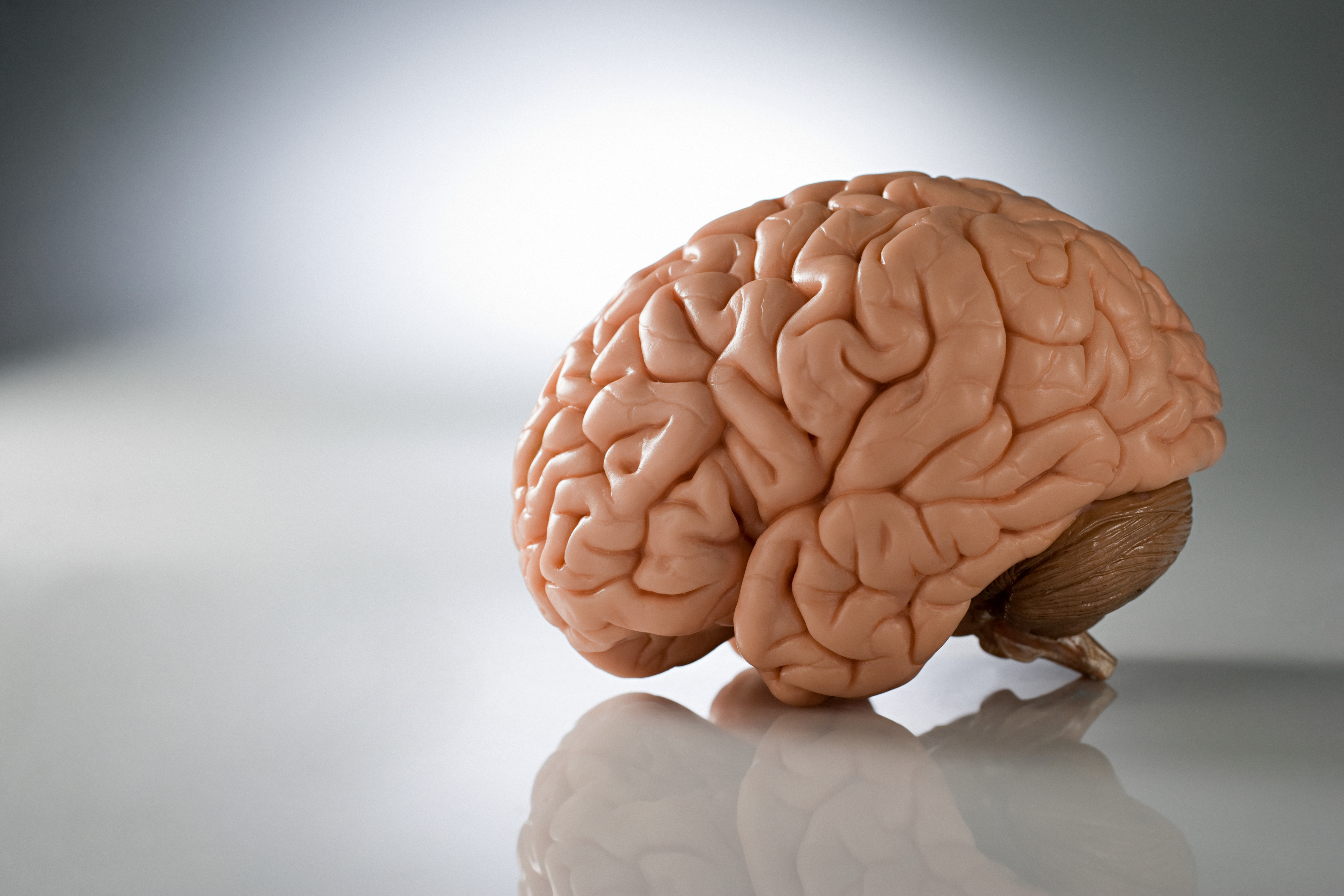 brain