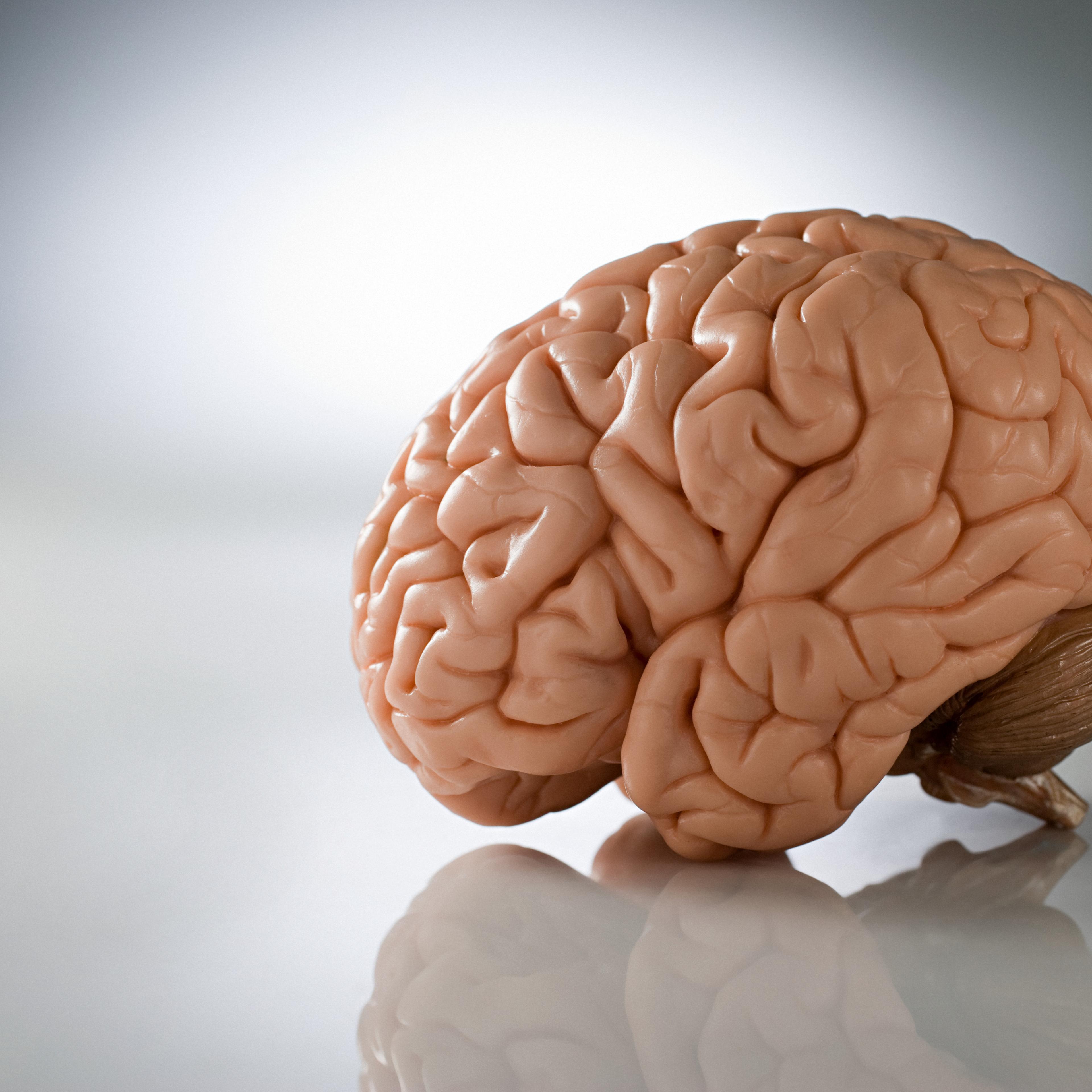 brain